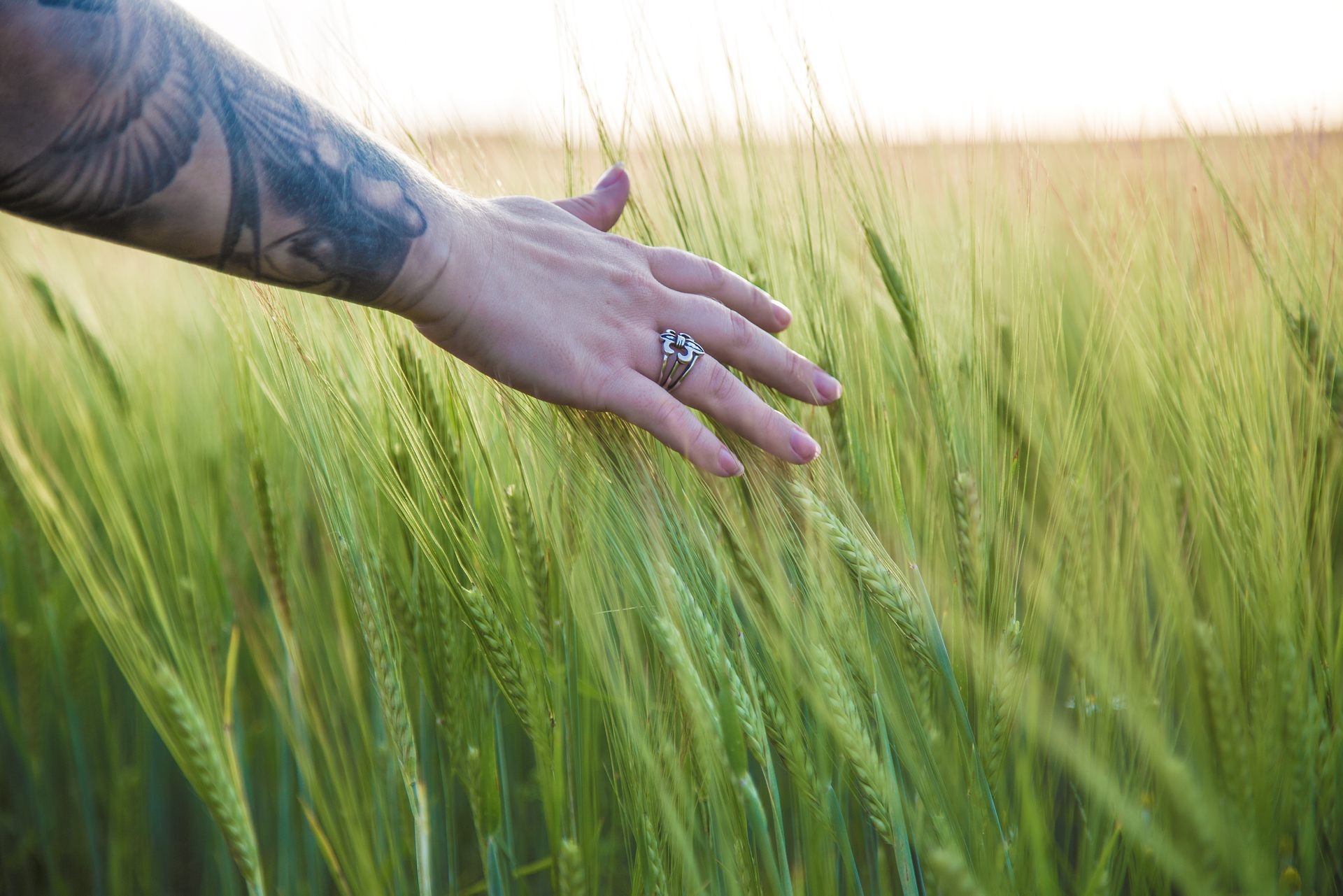 En arm med tatueringar. Arm och hand sveper över korn på ett kornfält.