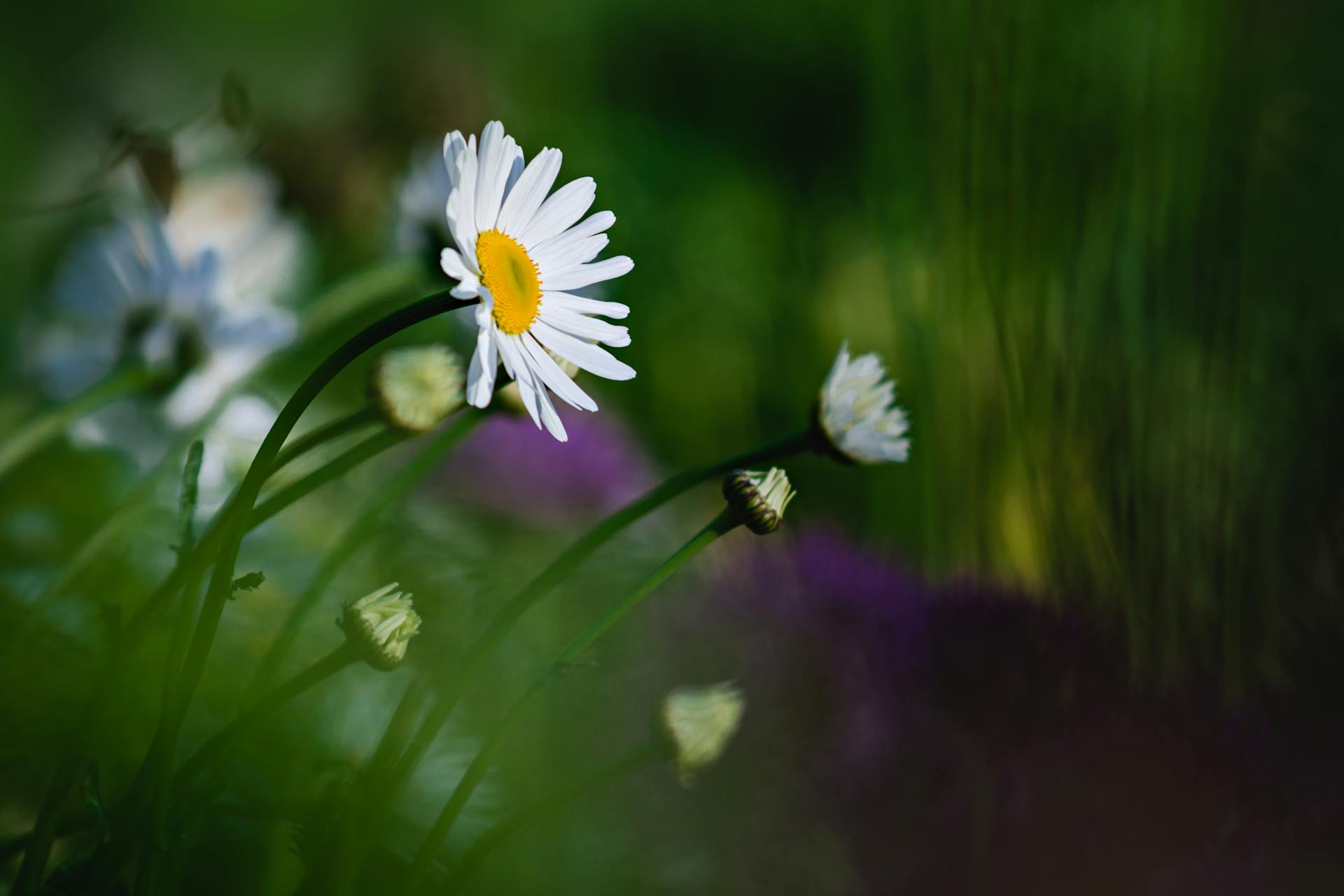 Prästkragar och sommarblommor.