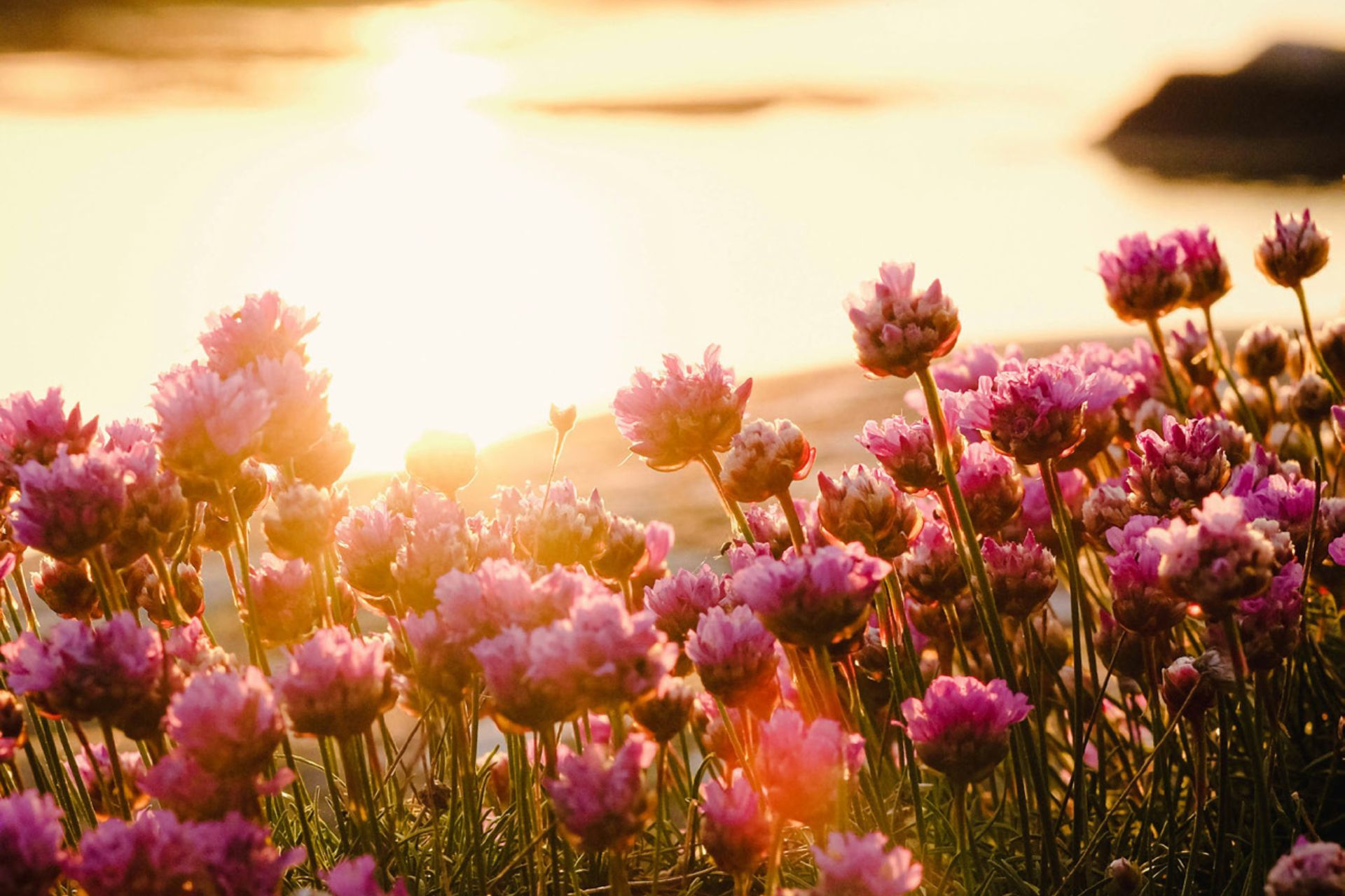 Bild av vilda blommor i förgrunden och solig natur i bakgrunden.