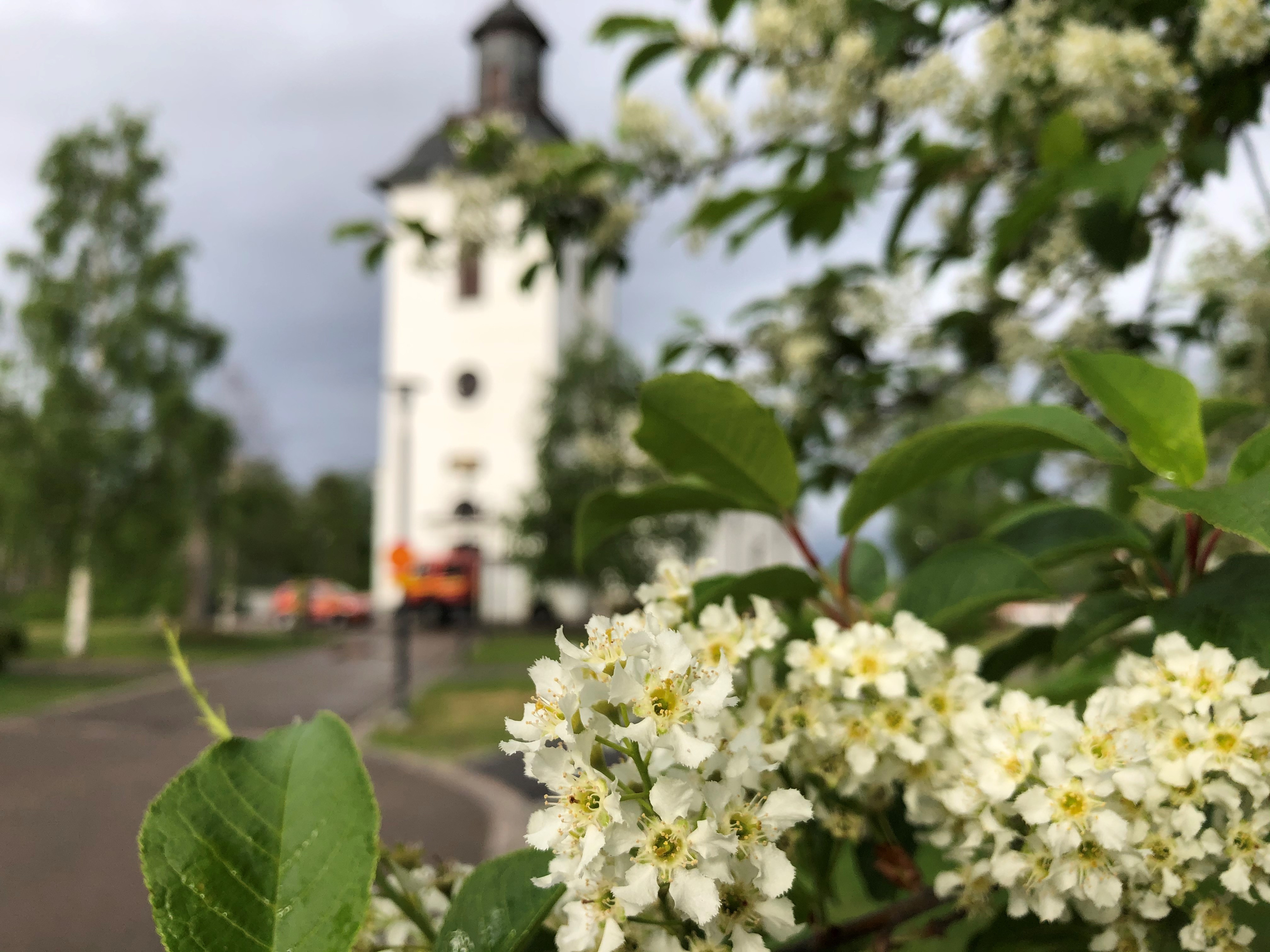 Vita blommor som blommar framför en kyrka.