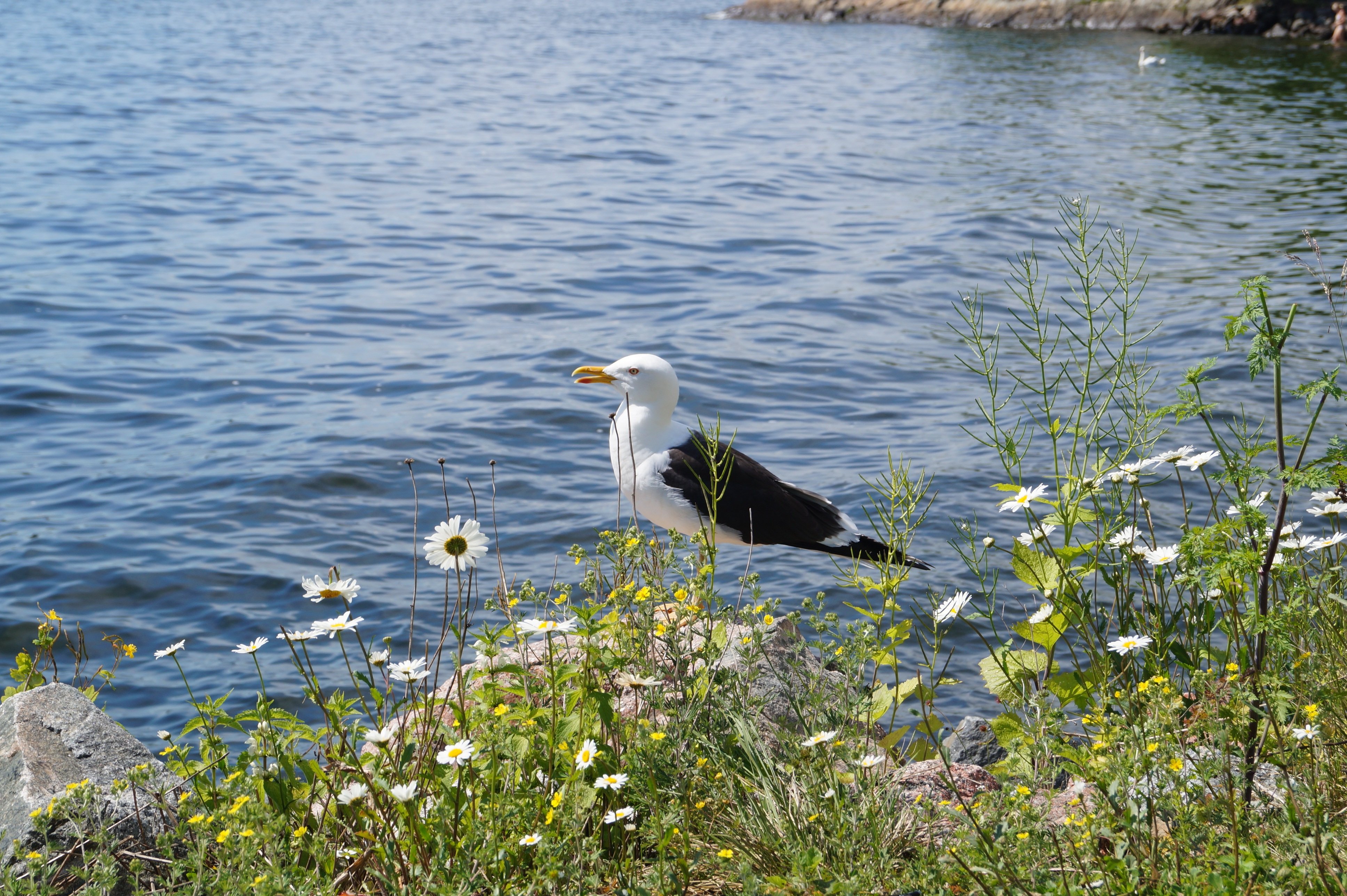 fiskmås