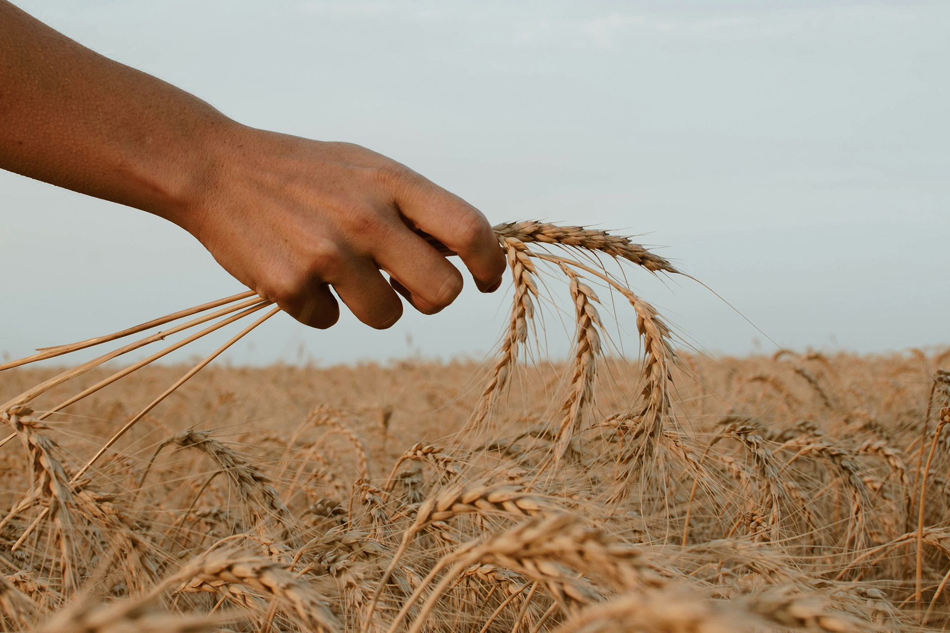 En hand håller ett korn på ett fält. 