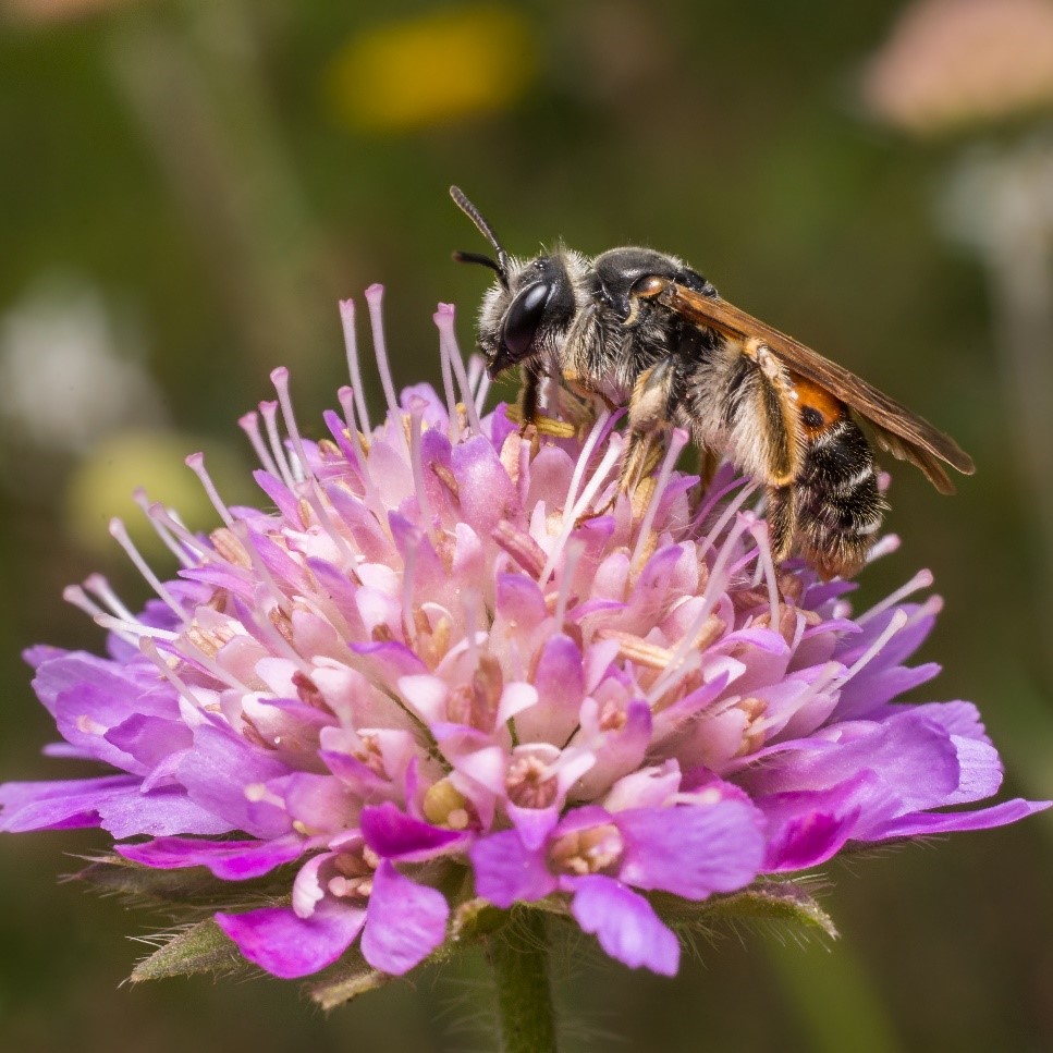 Bild på Väddsandbi är en av arter som kan ha nytta av åtgärderna i projektet. 