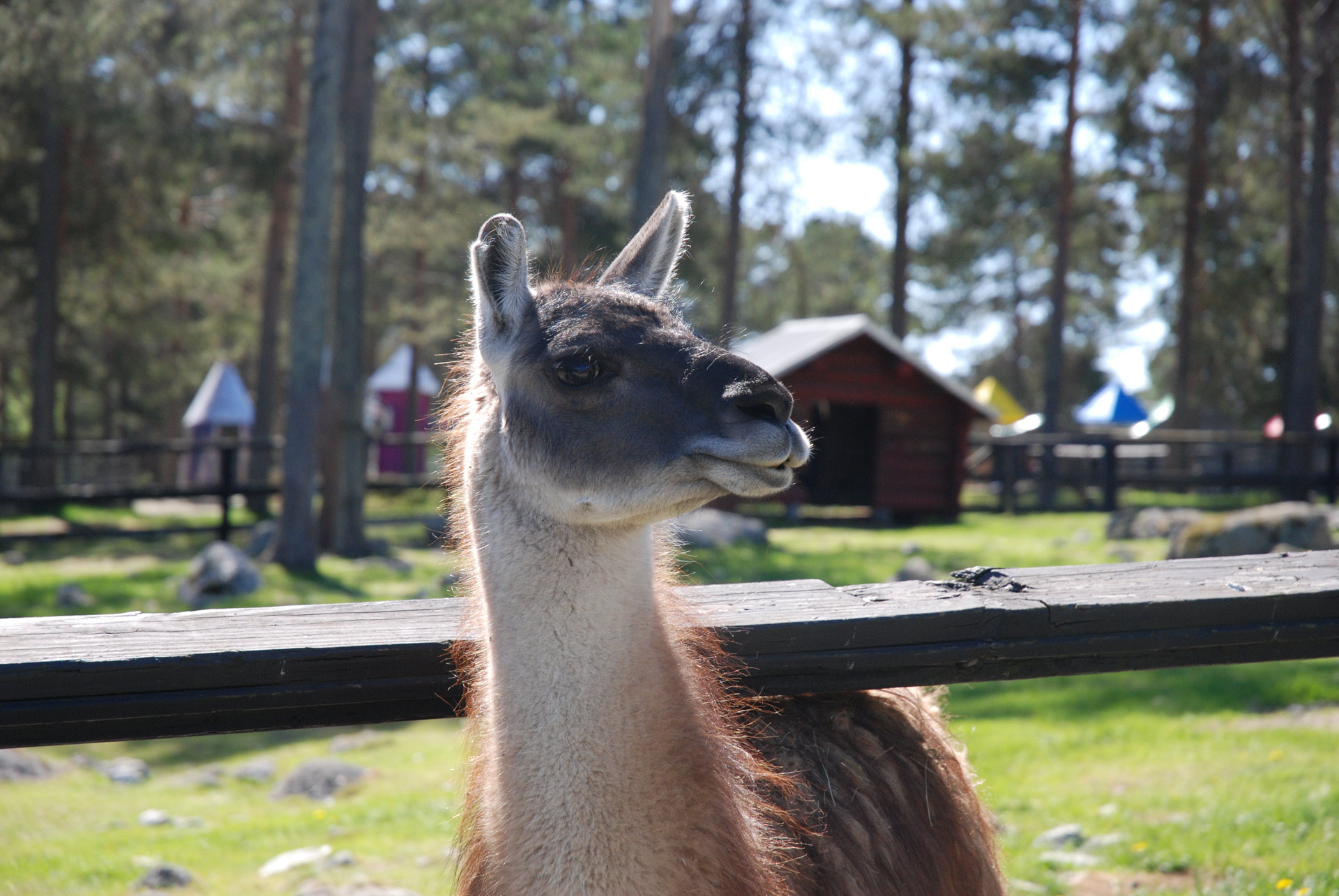 Ett lamadjur sticker fram huvudet ur inhägnad.