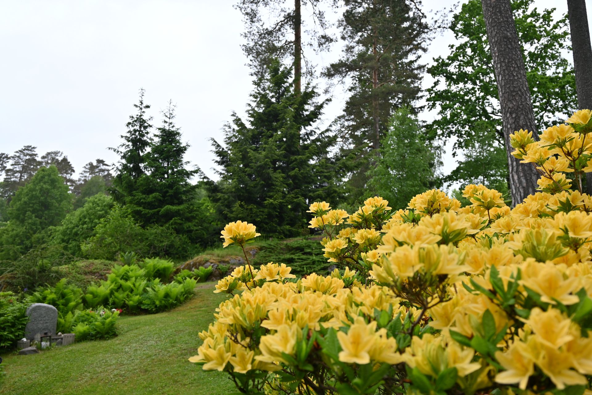 Azaleor som blommar i gult