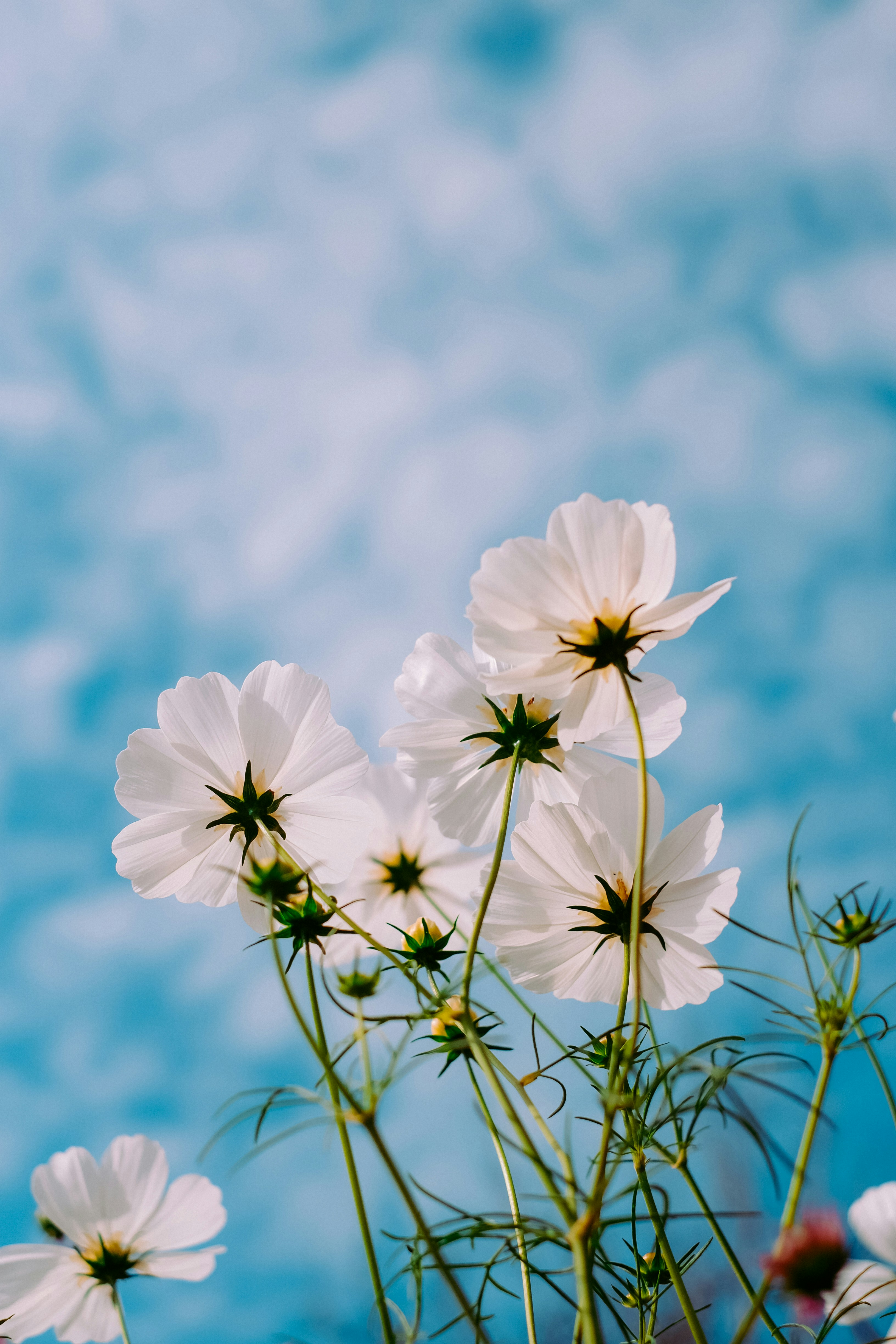 vita blommor