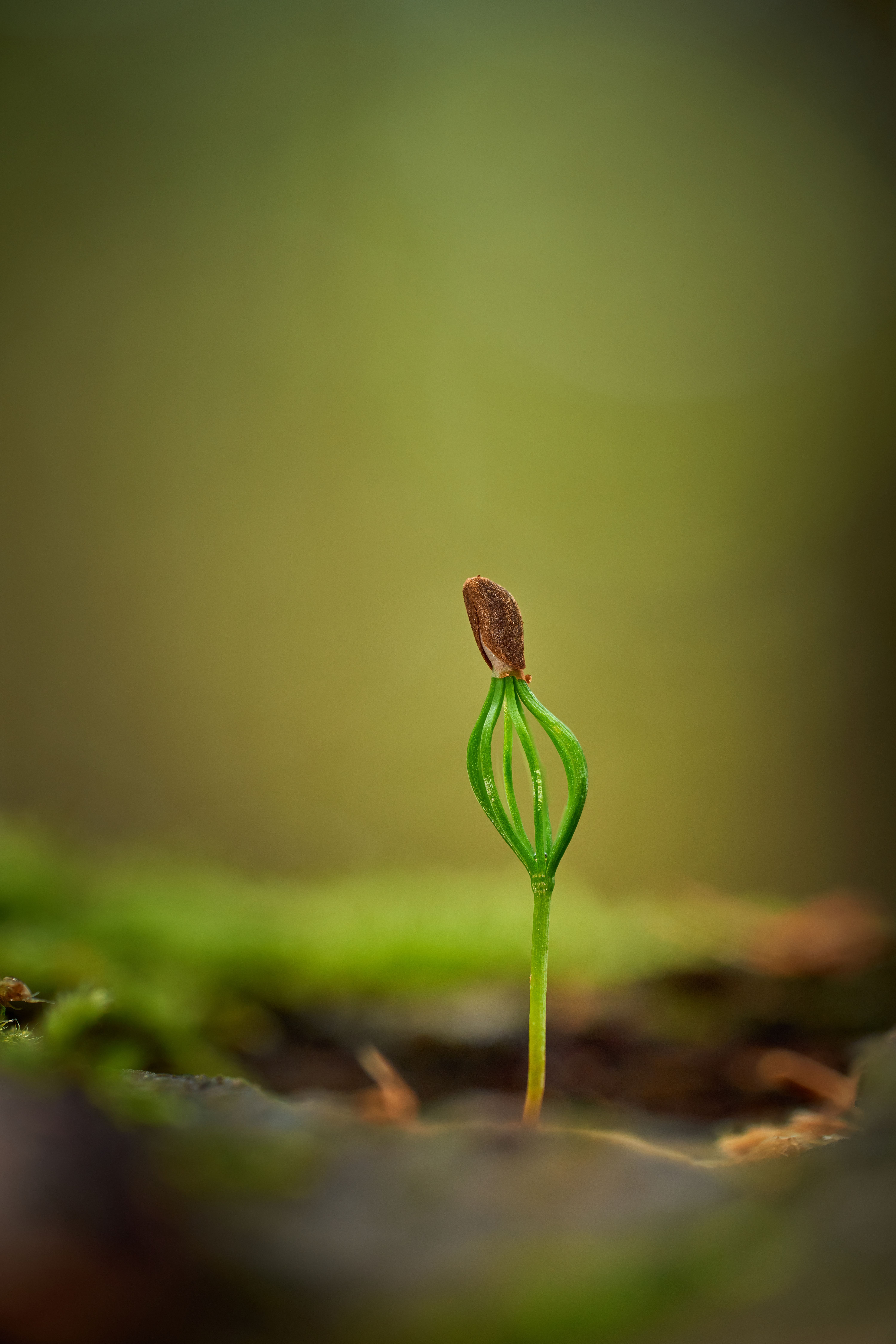 ett frö som just kommit upp