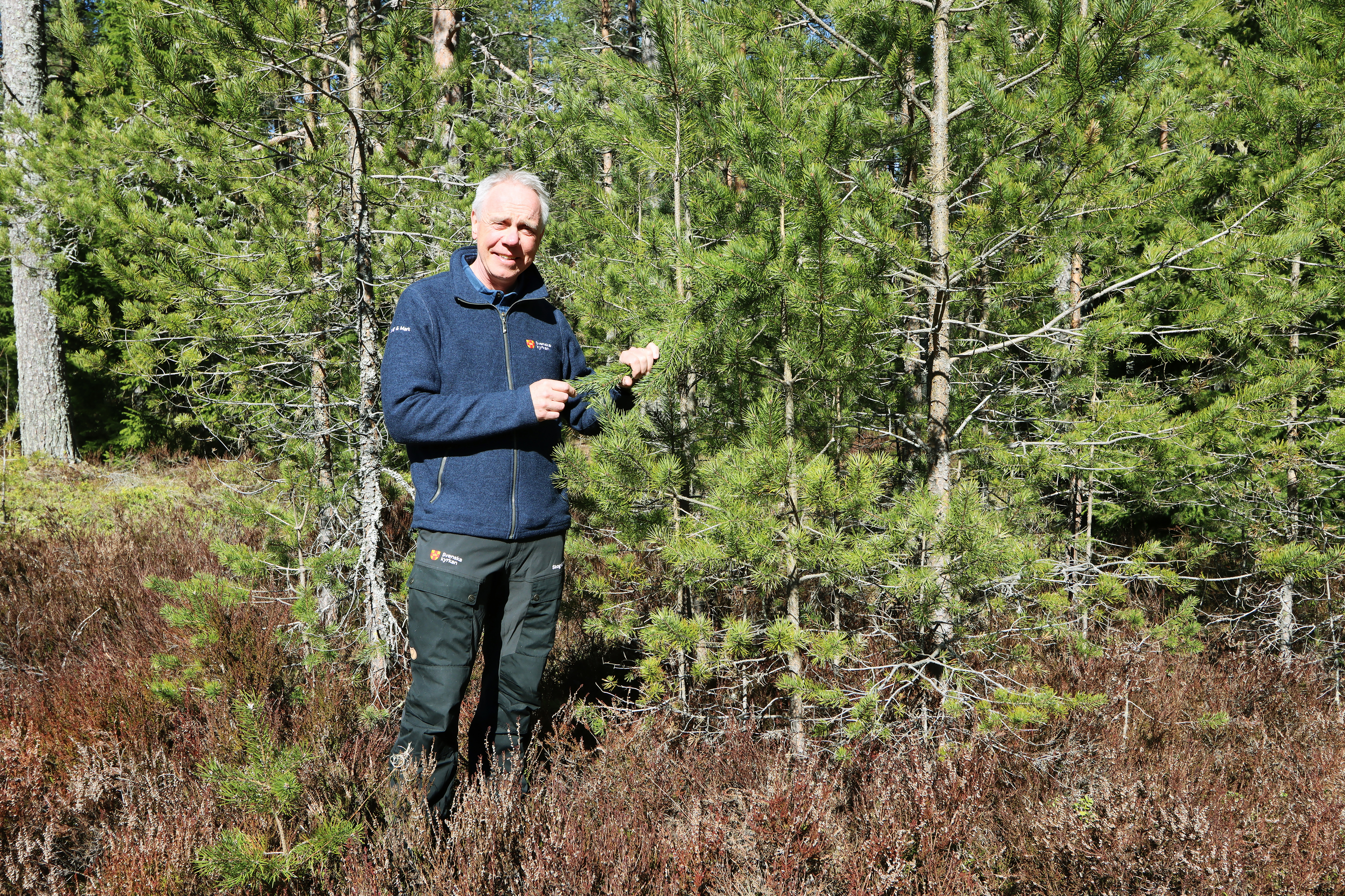 Förvaltningschef Magnus Juntikka summerar skogsåret 2025.