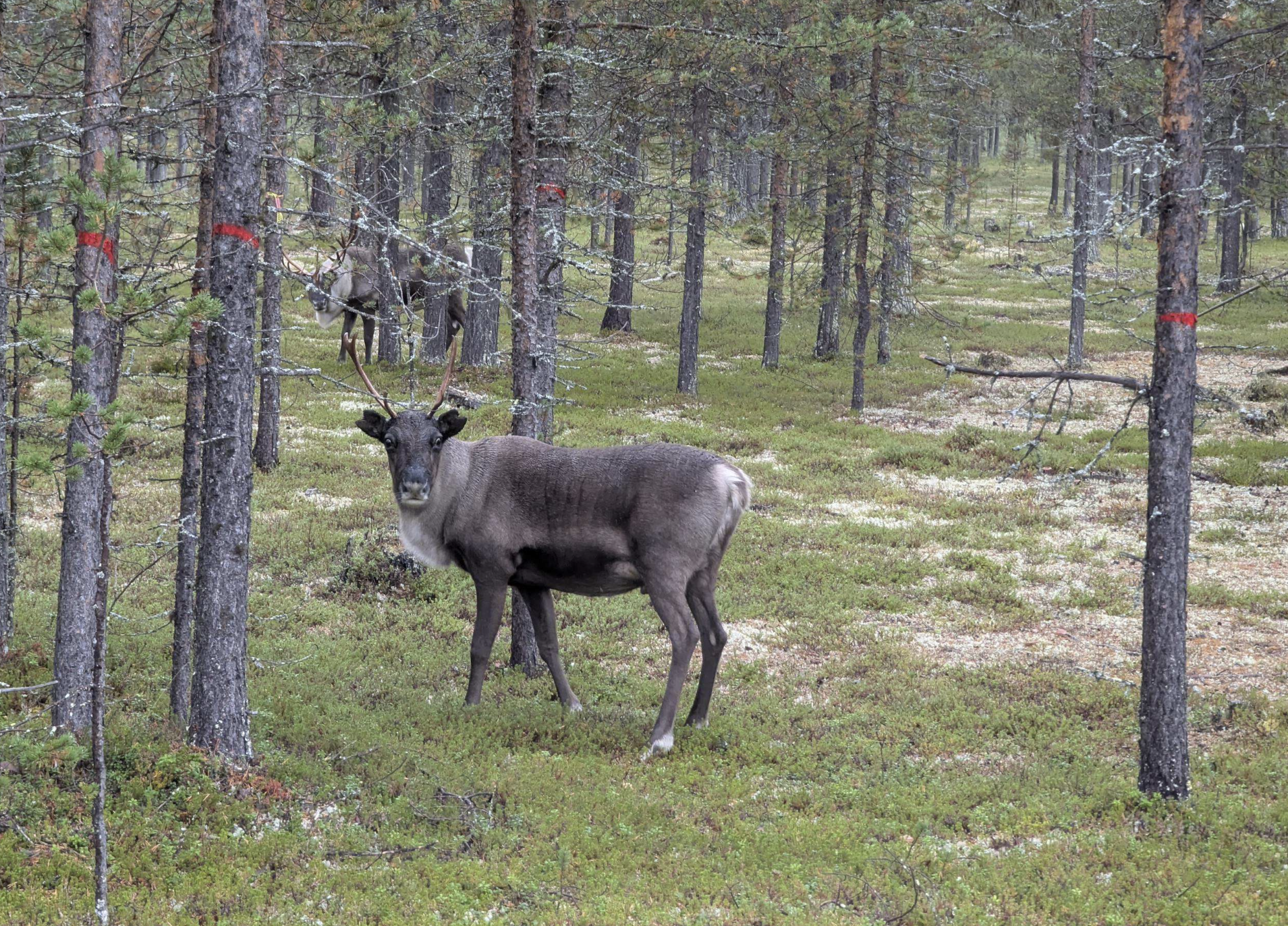 En ren i ung tallskog tittar in i kameran