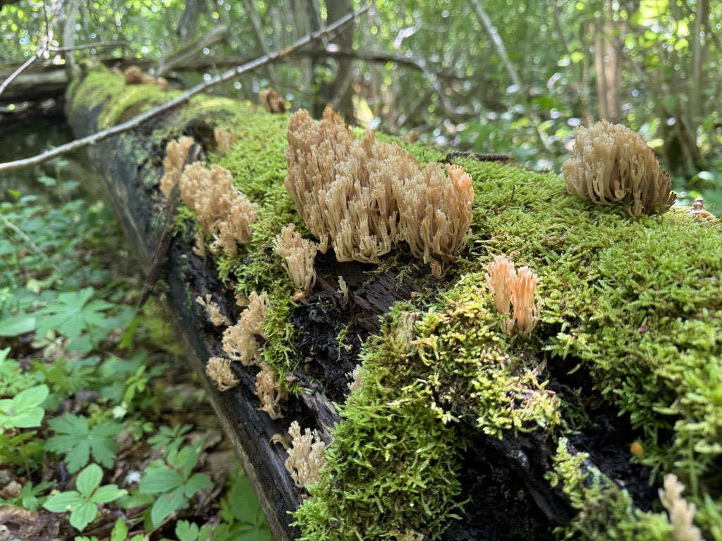 Kandelabersvamp i skogen
