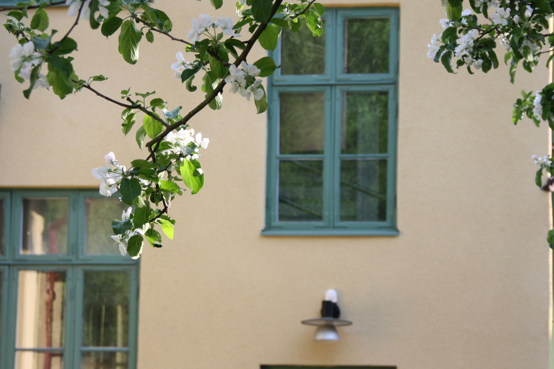 Äppelblom i Kyrkvillans trädgård.