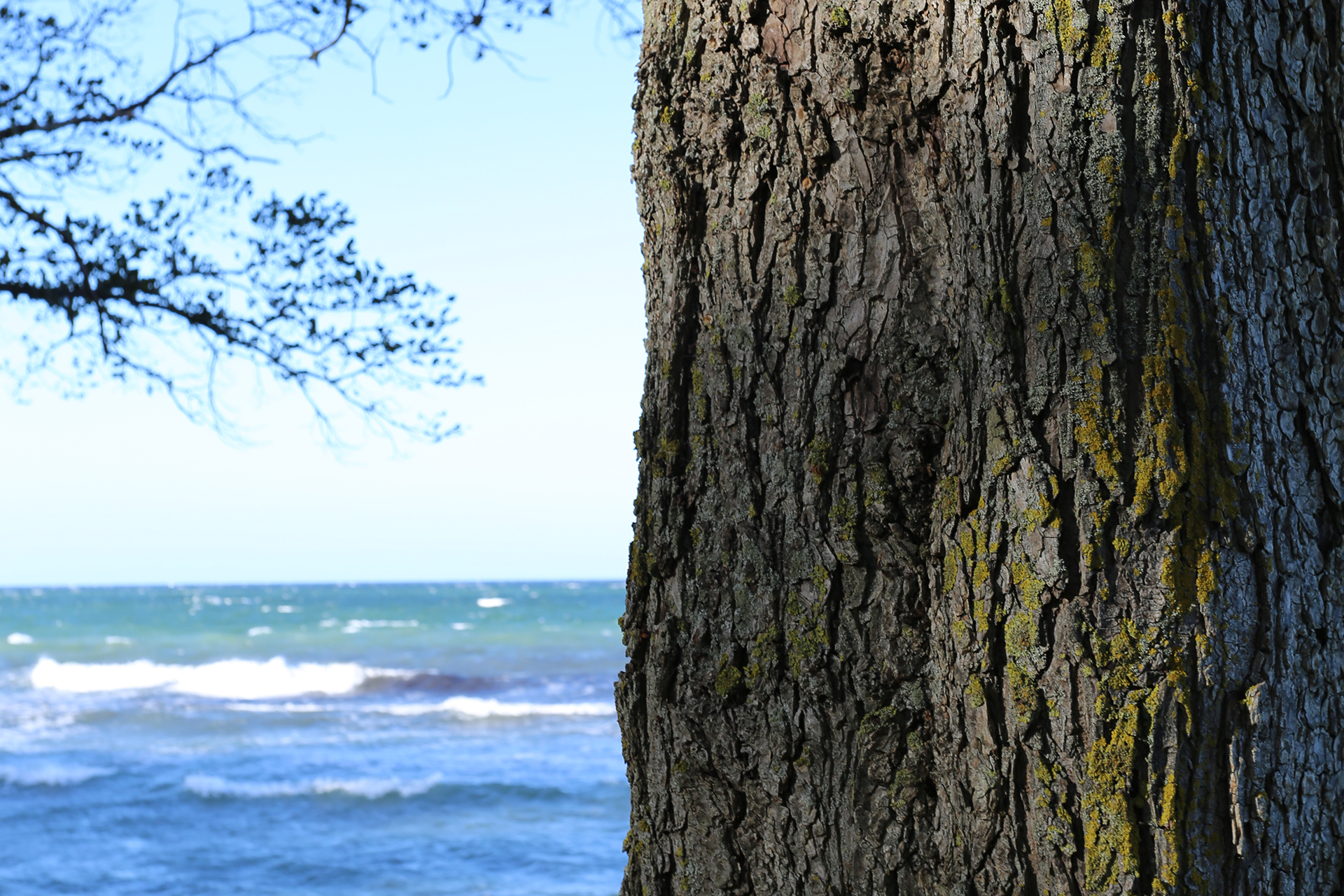 Bild från Strandpromenaden i Visby över sjön, till hälften dold bakom en trädstam.