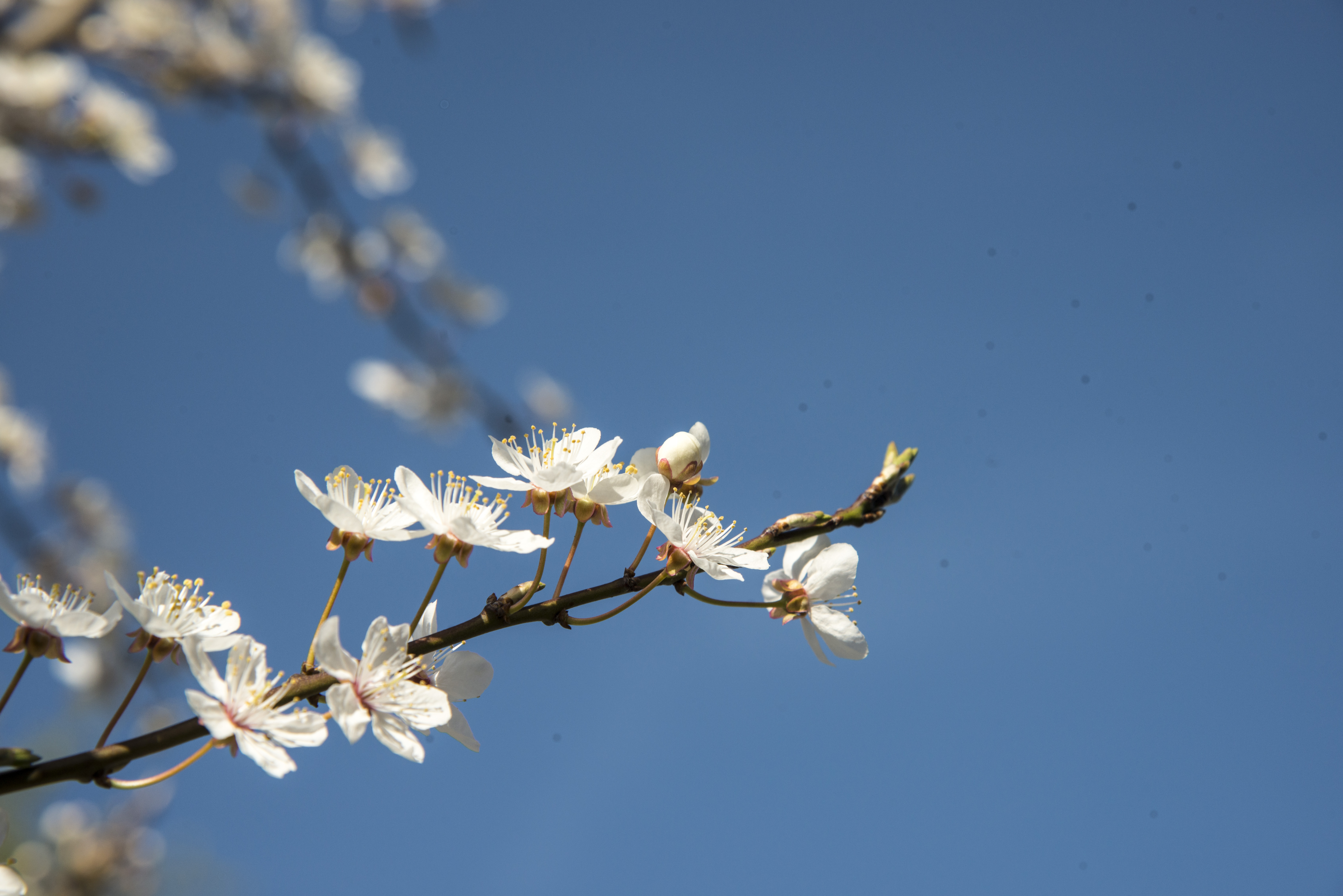 En kvist vita äppleblommor mot en klarblå himmel.