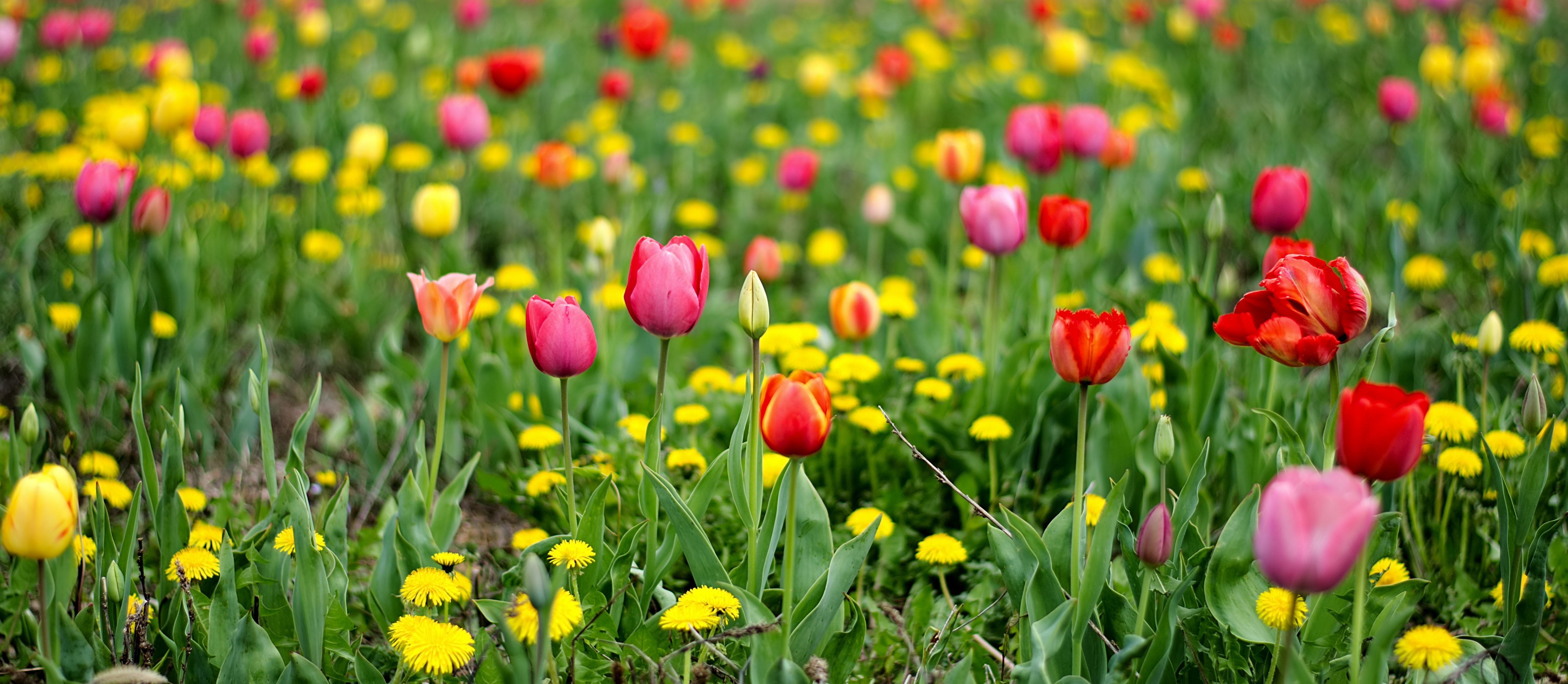 Röda och gula blommor i grönt gräs
