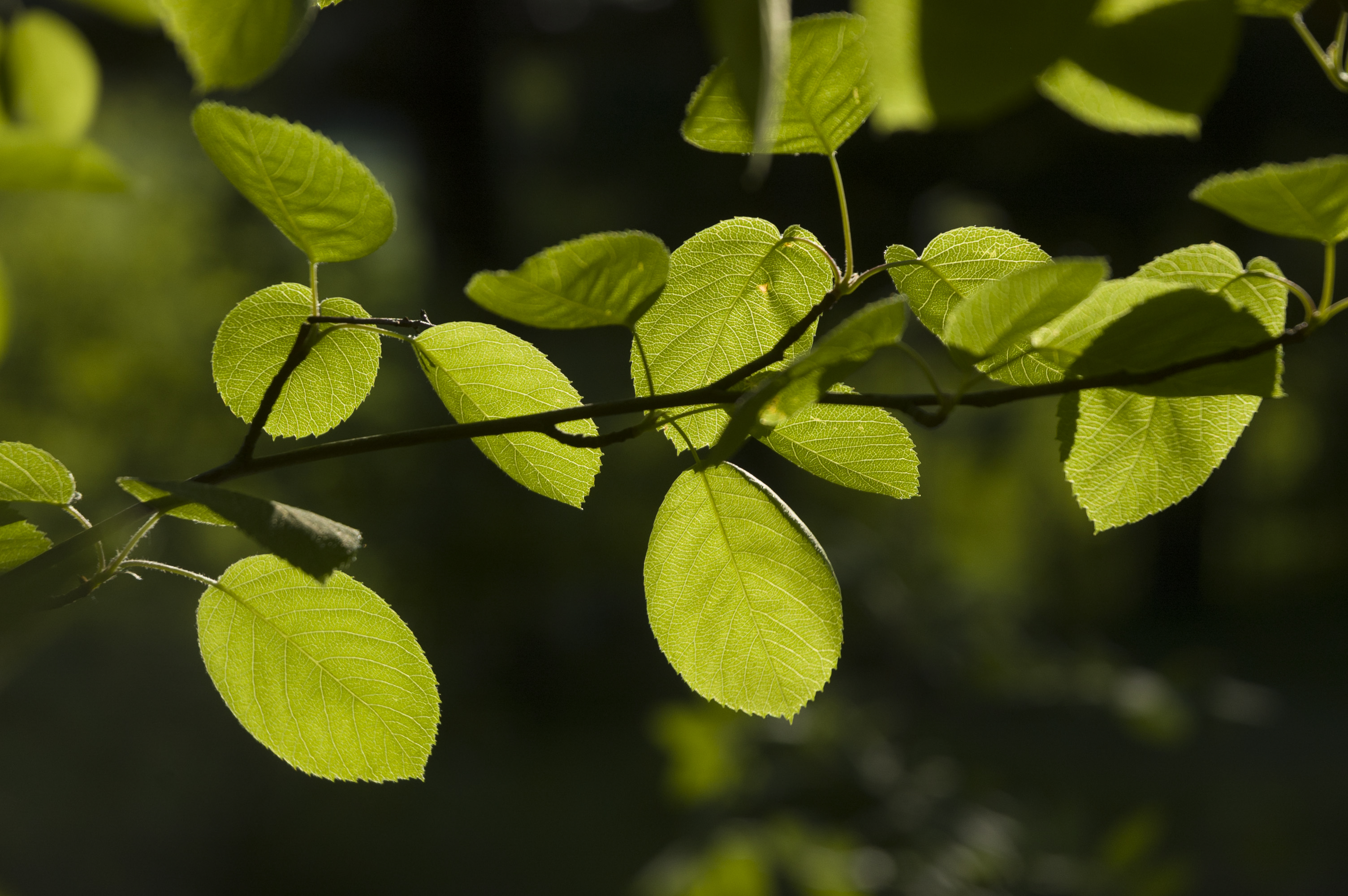 gröna löv på en gren i motljus, mörk bakgrund.
