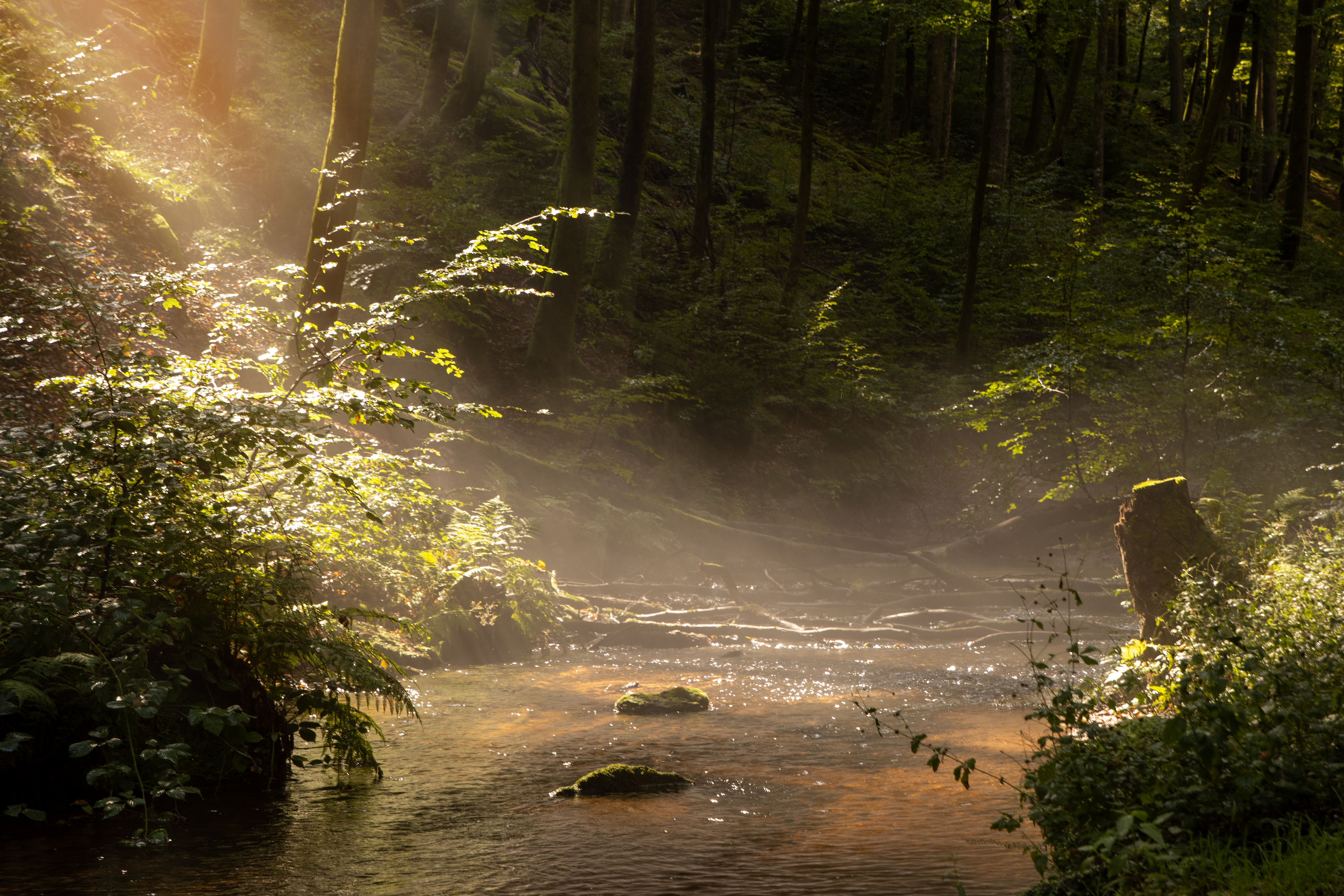 Bach im sommerlichen Wald