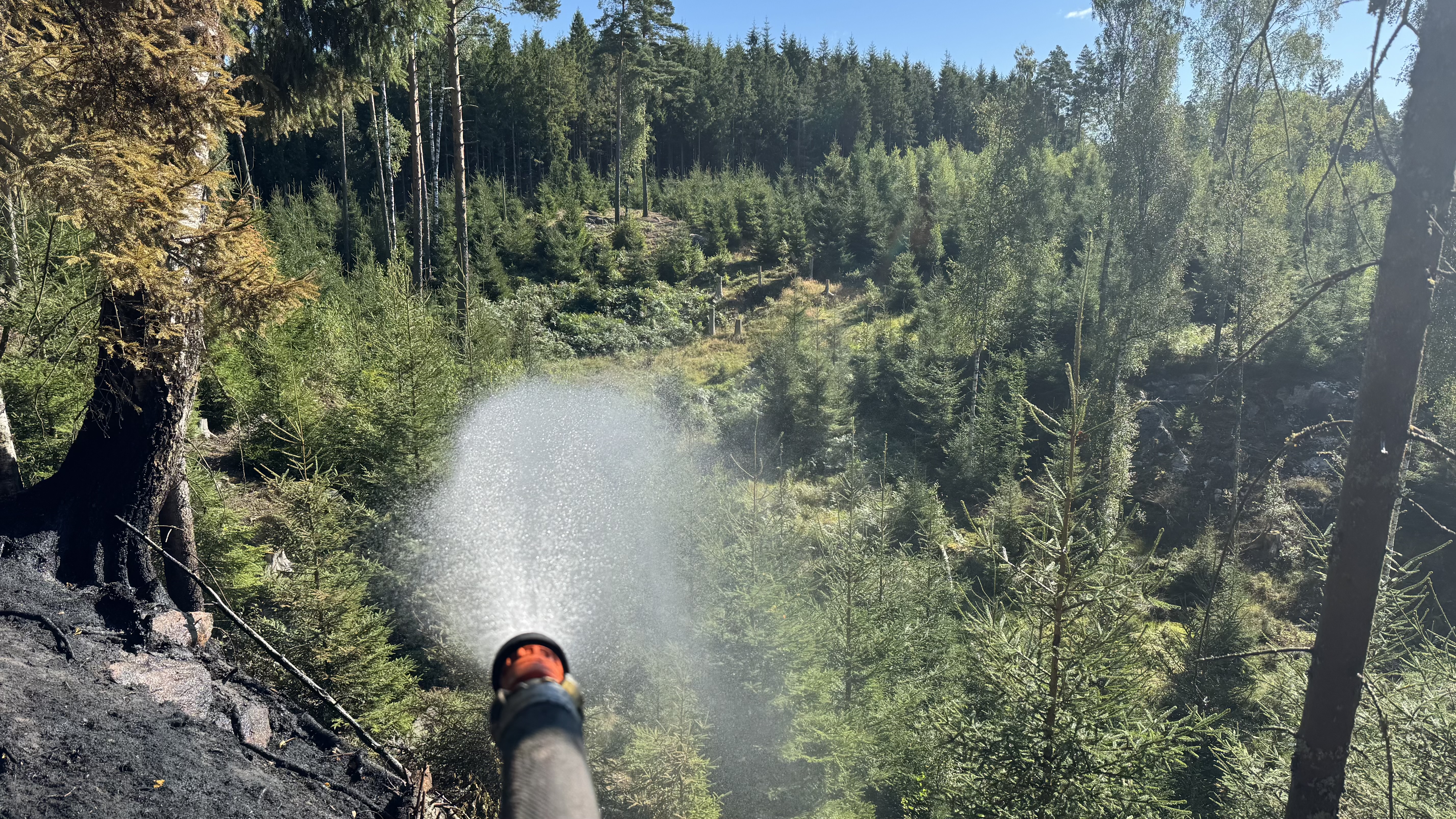 En brandslang sprutar vatten över ett bränt skogsområde, med en grönskande skog i bakgrunden.