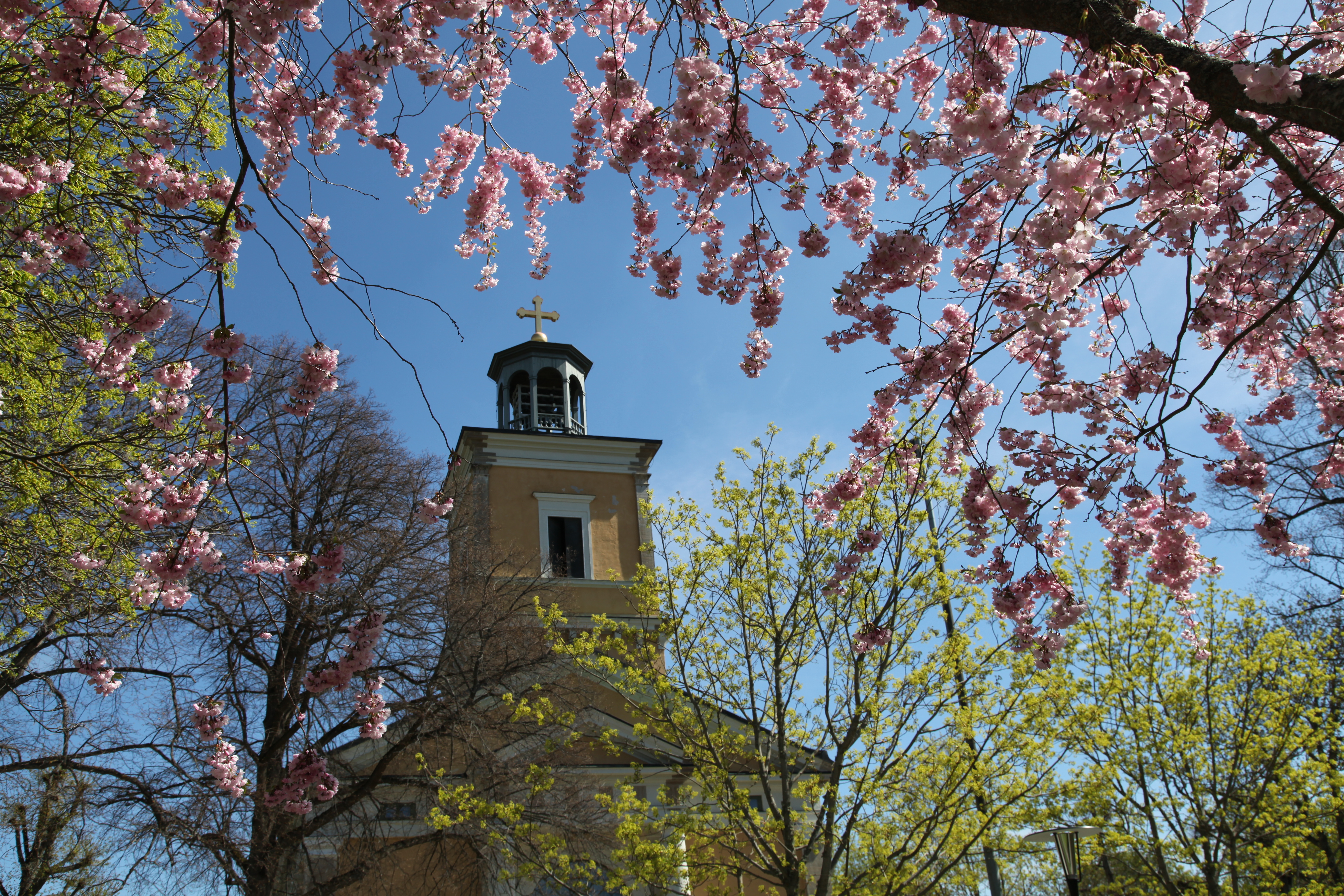 Kumla kyrkas kyrktorn syns mellan blommande trädkronor