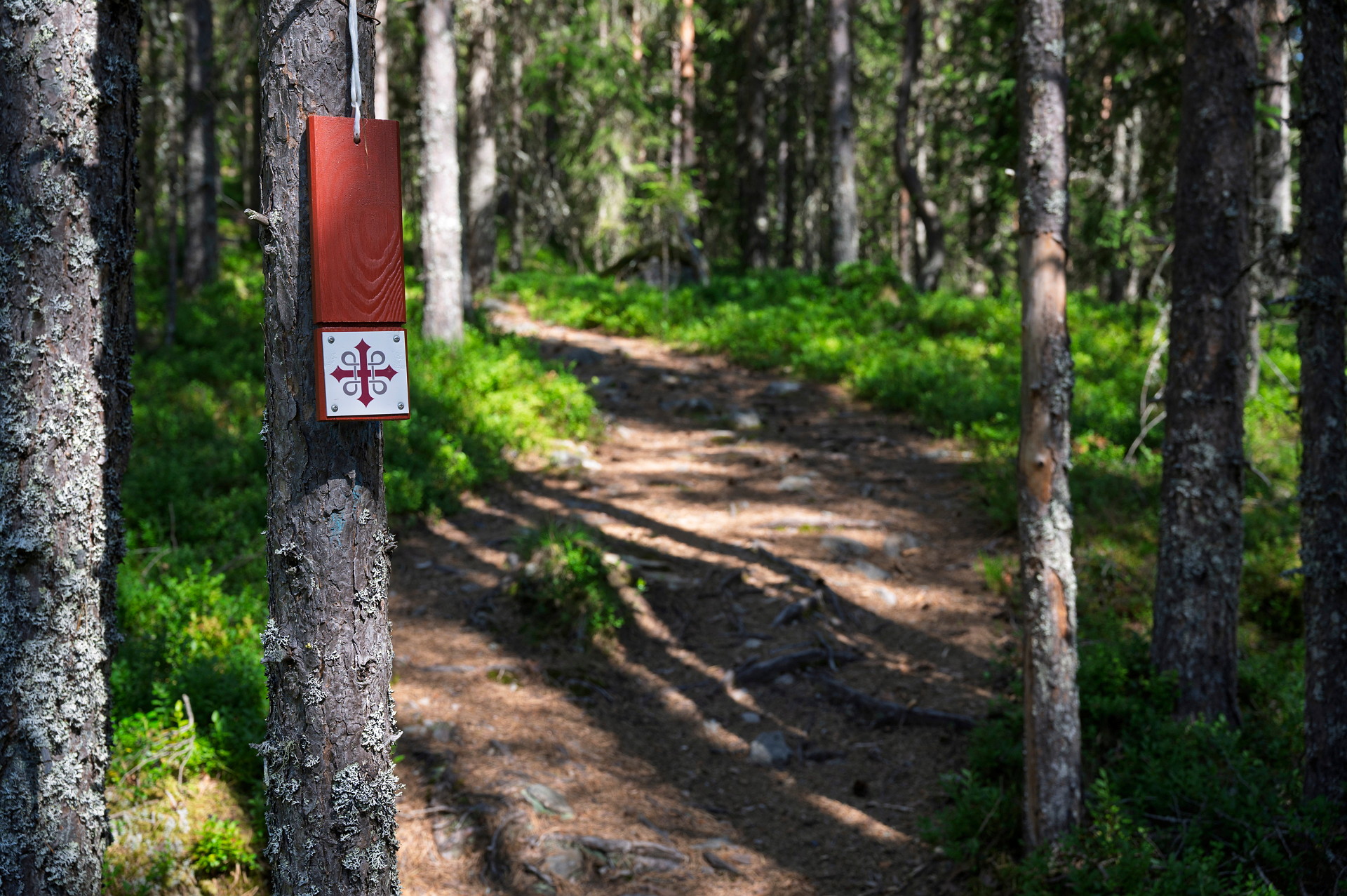 Romboleden i skogen
