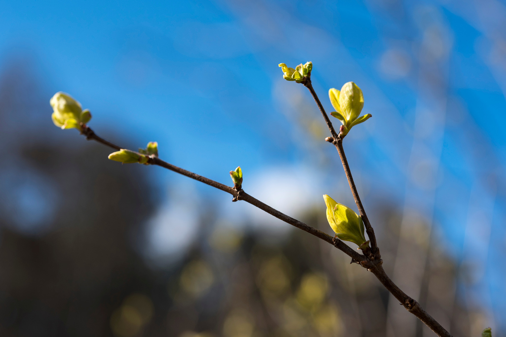 Fotografi av en kvist i knopp om våren