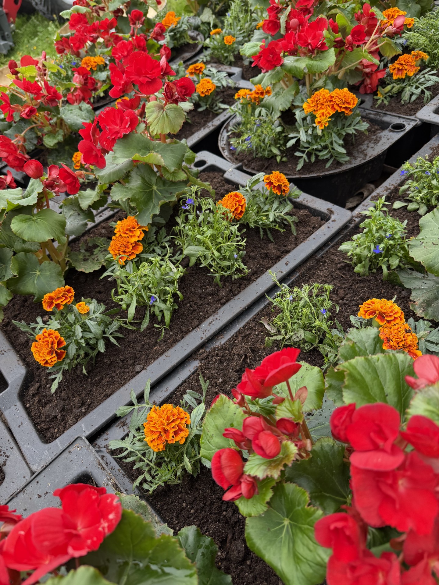 Blommor