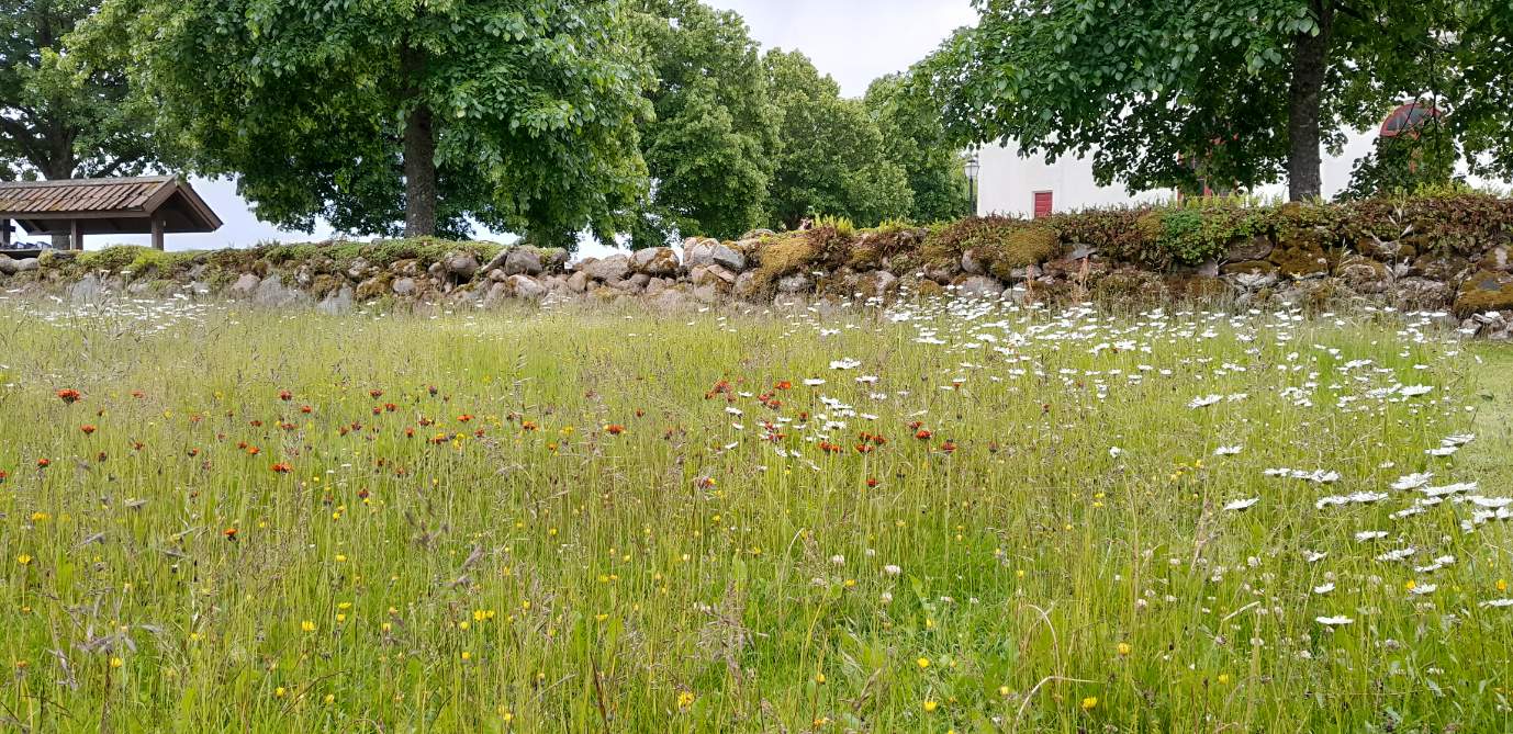 Blomsteräng framför en stenmur och en vitputsad kyrka.