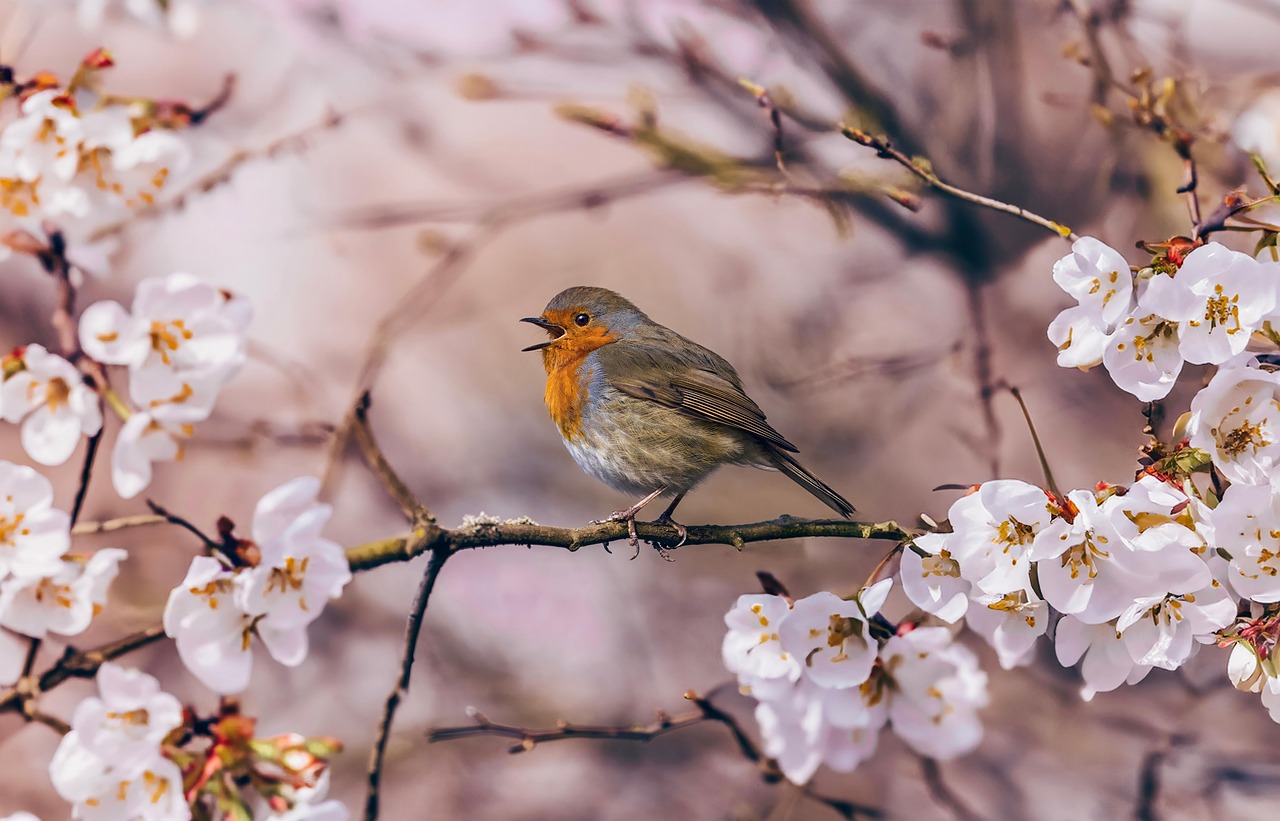 Rödhake i blommande körsbärsträd