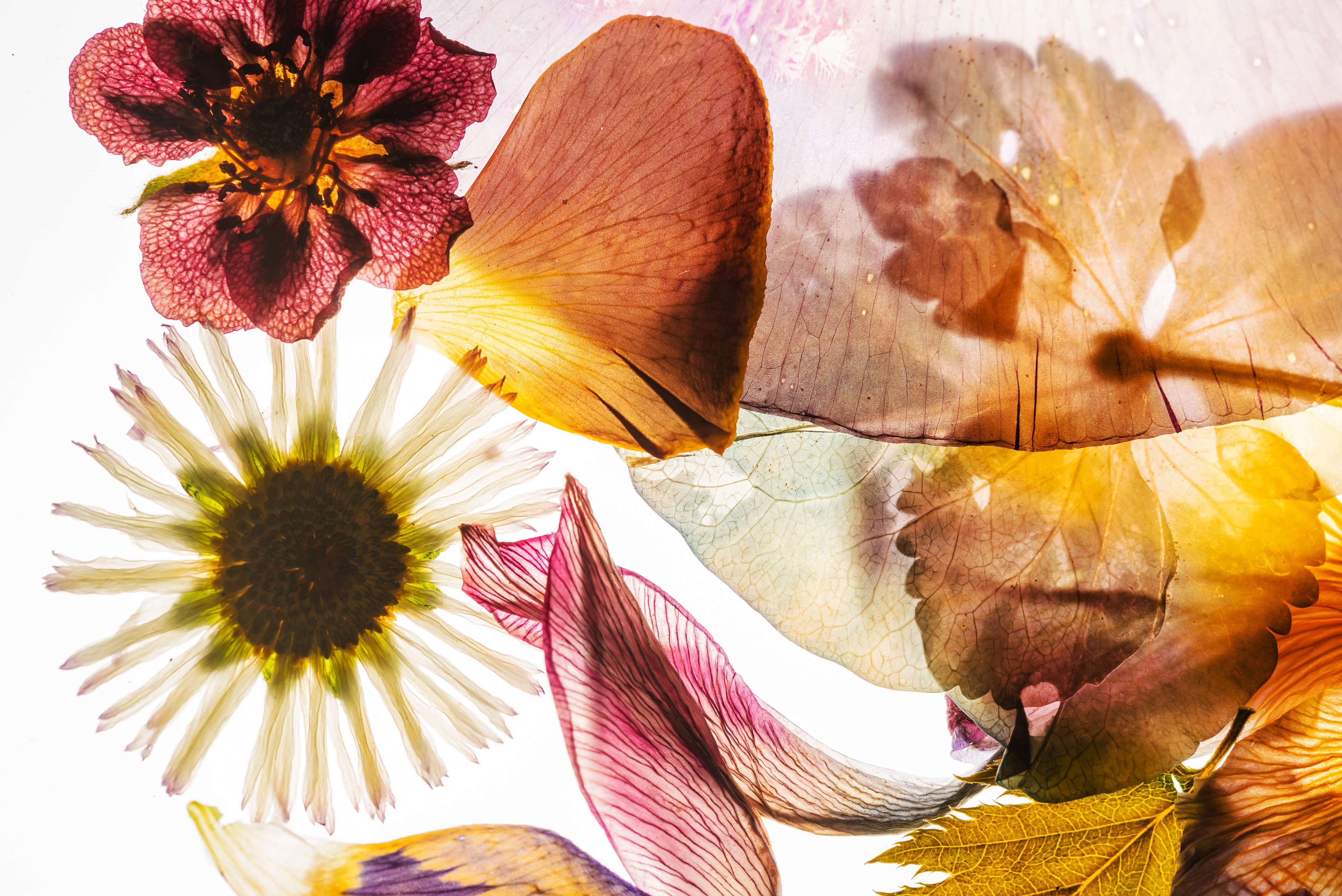 Blomblad av olika former och olika rosa, röda, gula och orange nyanser ses genomlysta mot en vit bakgrund.
