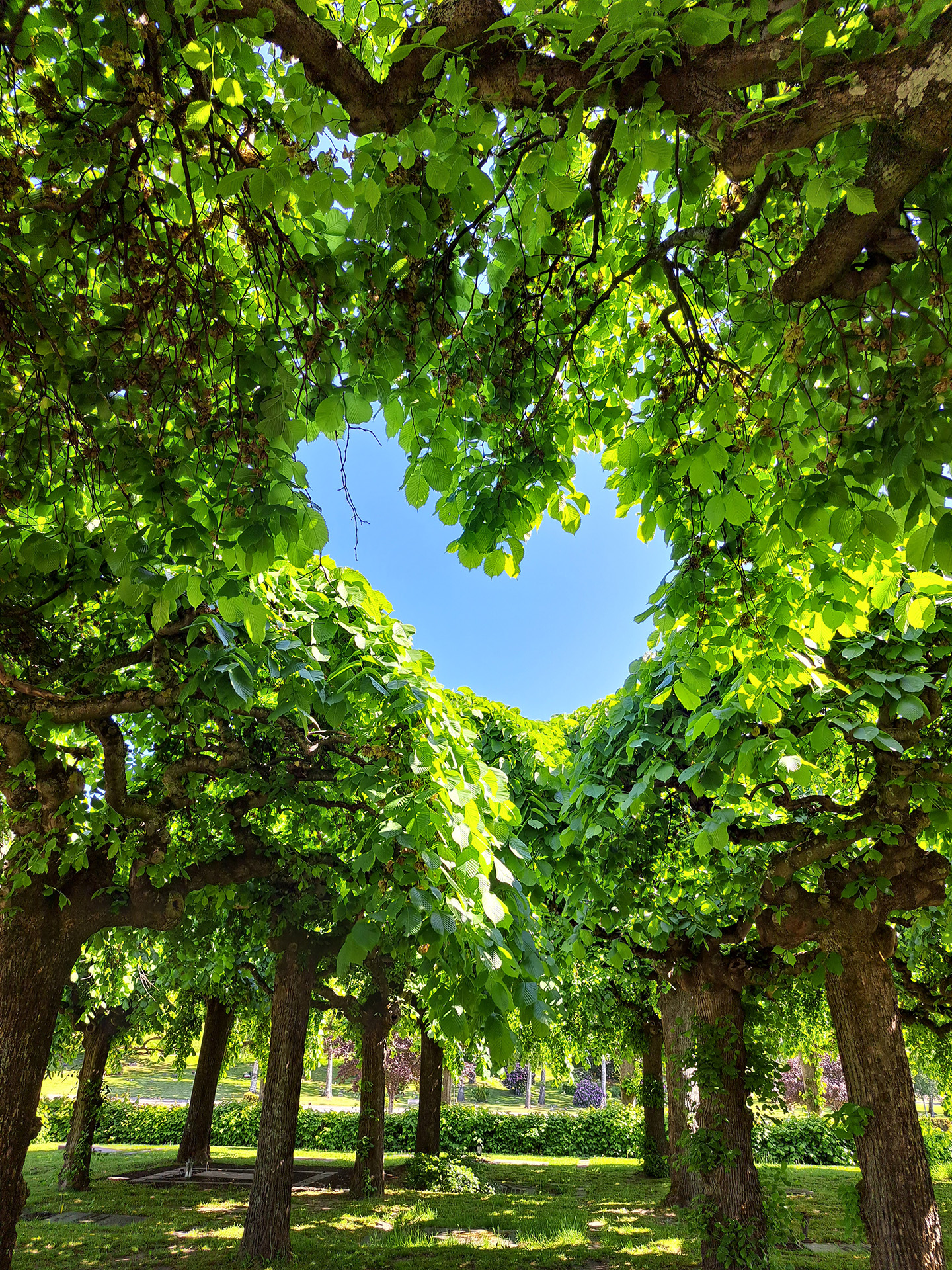 Bild tagen under grönskande träd upp mot blå himmel. Trädkronorna bildar ett hjärtformat hål där den blå himlen syns.