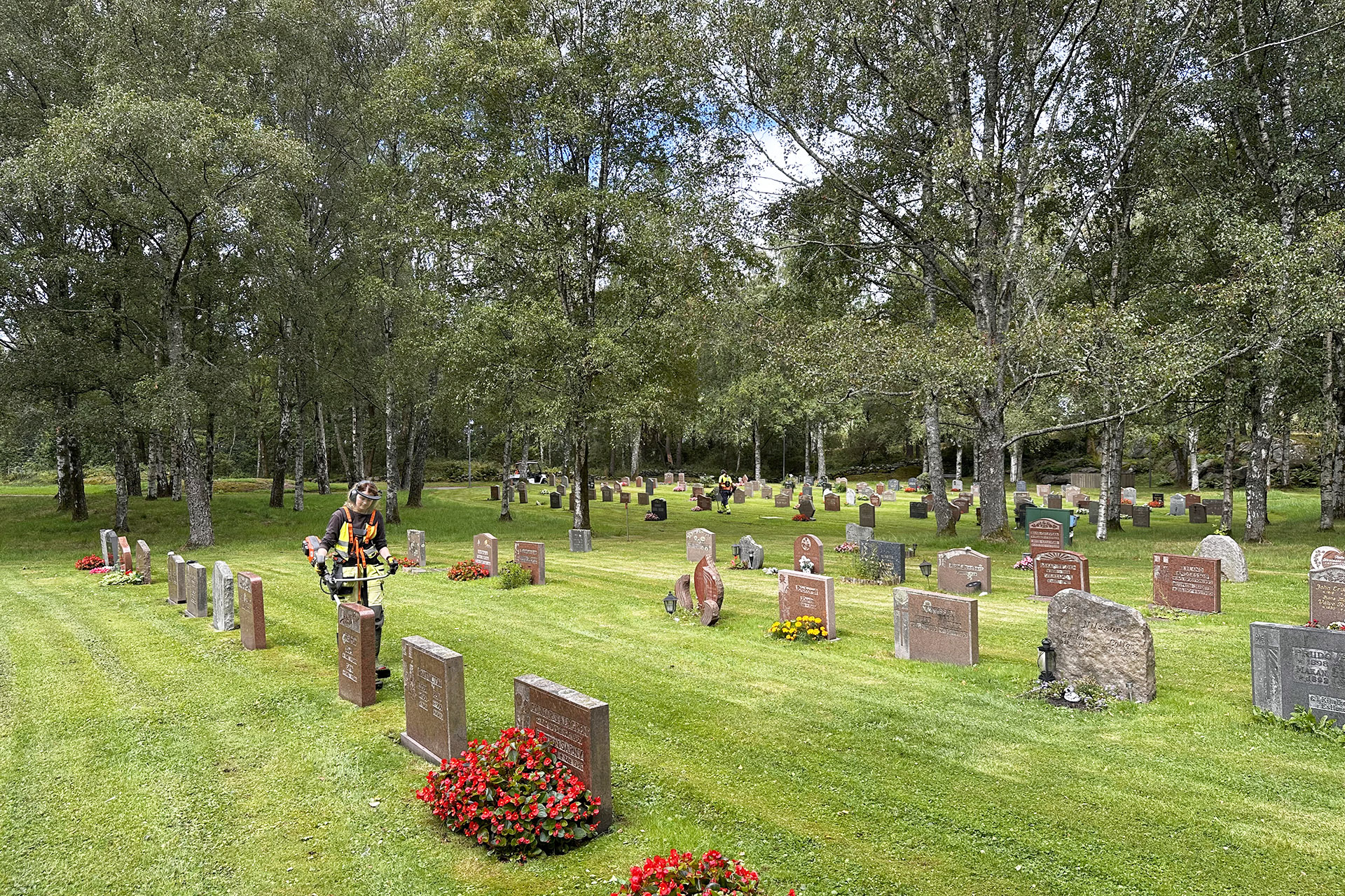 Många gravstenar står i rader på en grön gräsmatta med grönskande björkar i bakgrunden. En person i arbetskläder och skyddsutrustning trimmar gräset vid stenarna.