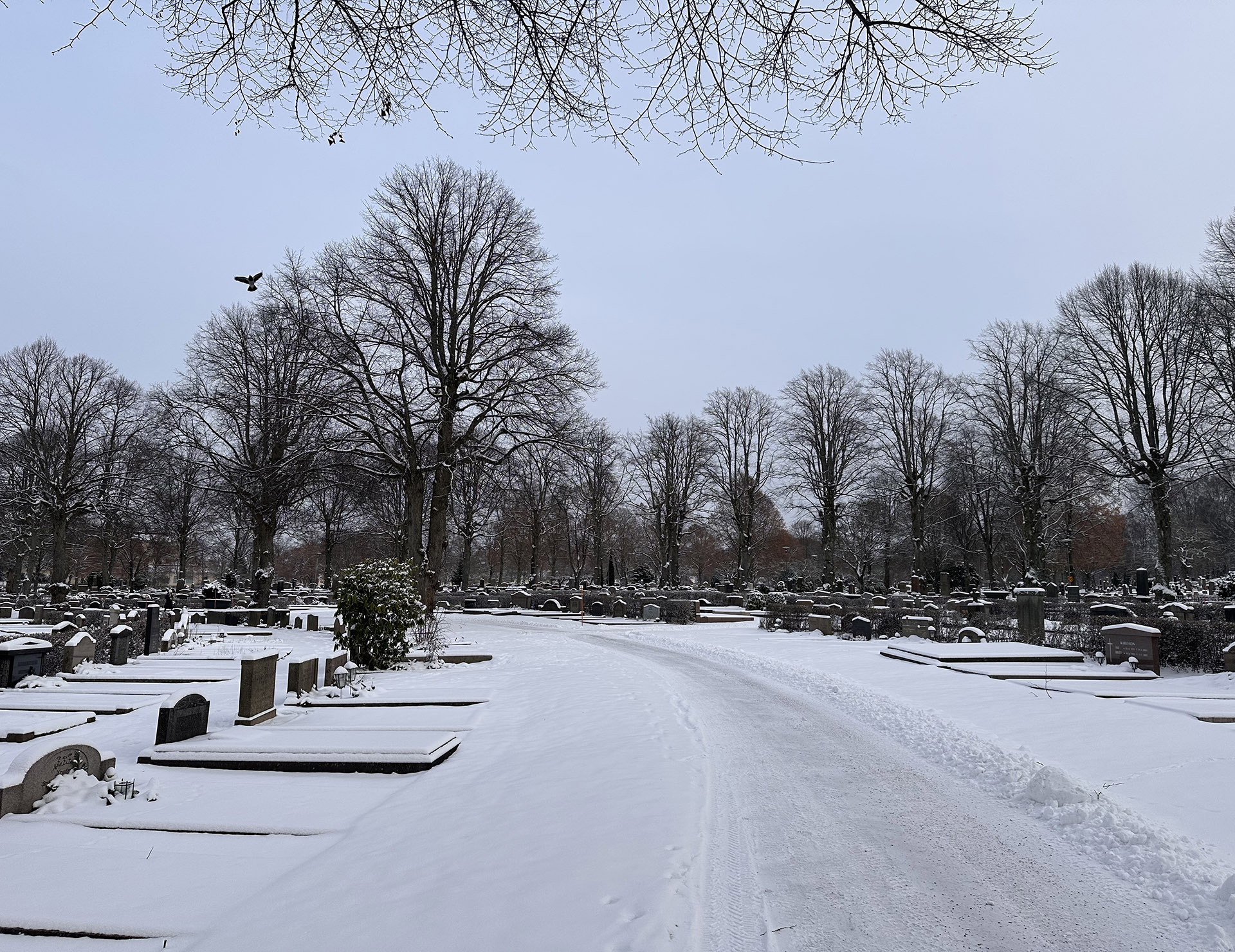 Snötäckt begravningsplats med gravar, buskar, träd och en fågel.