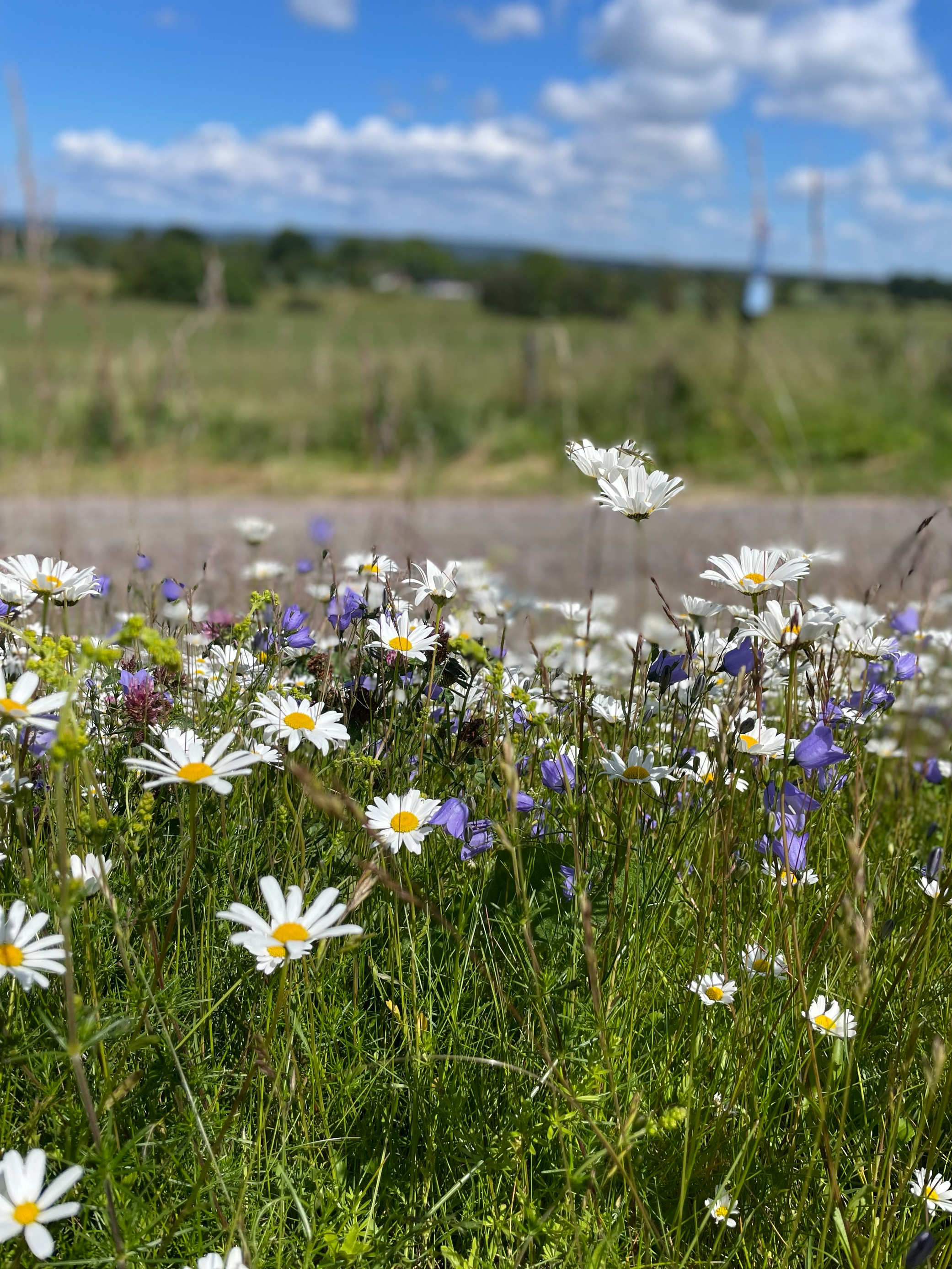 Prästkragar och blåklockor och andra sommarblommor blommar i en dikeskant 