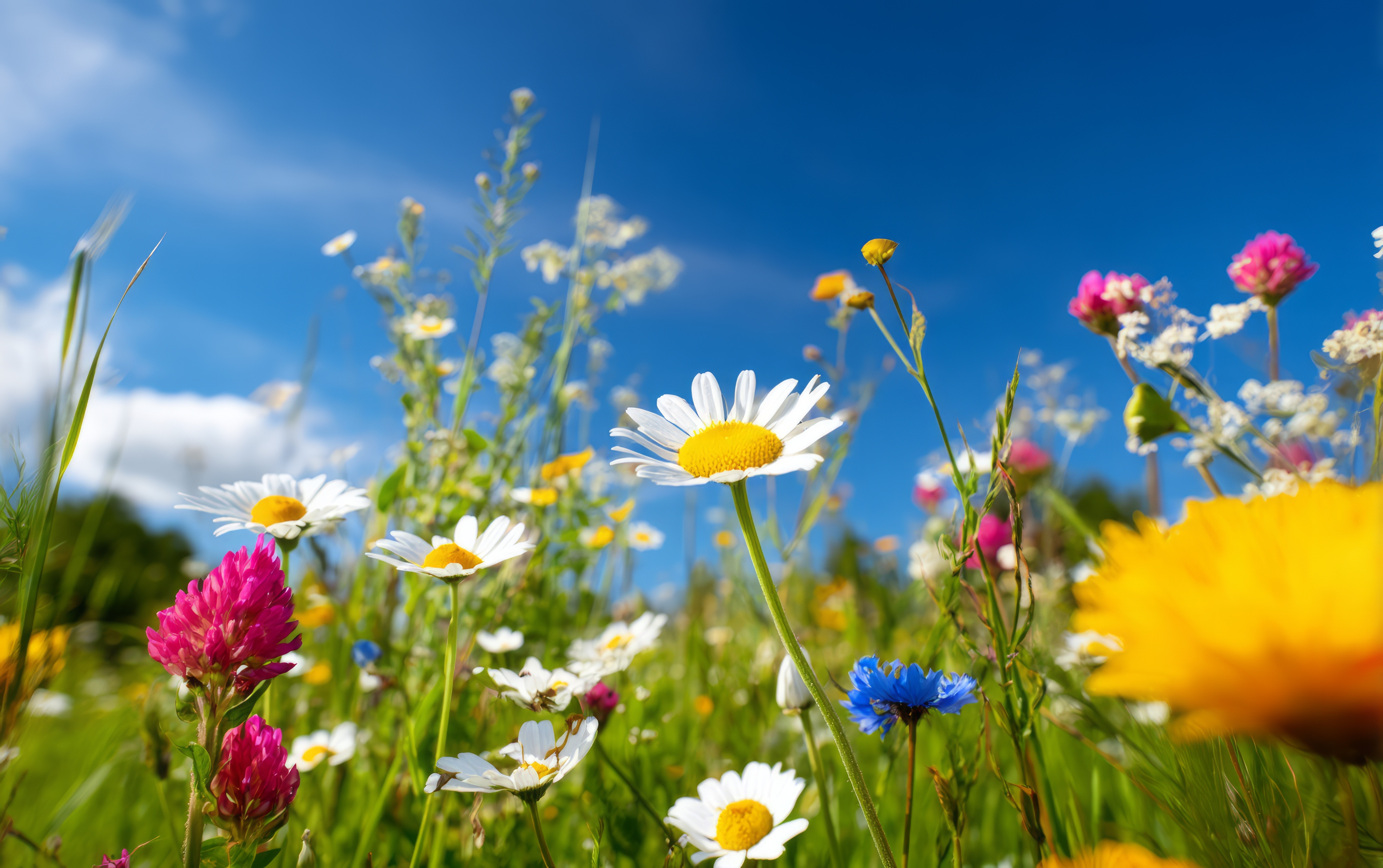 Sommarblommor