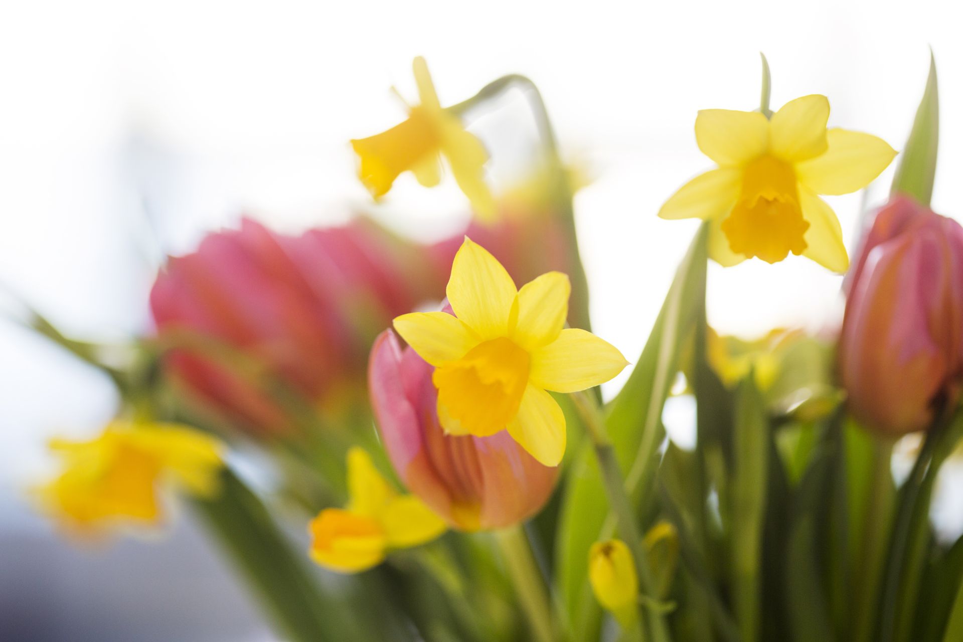 Tulpaner och påskliljor