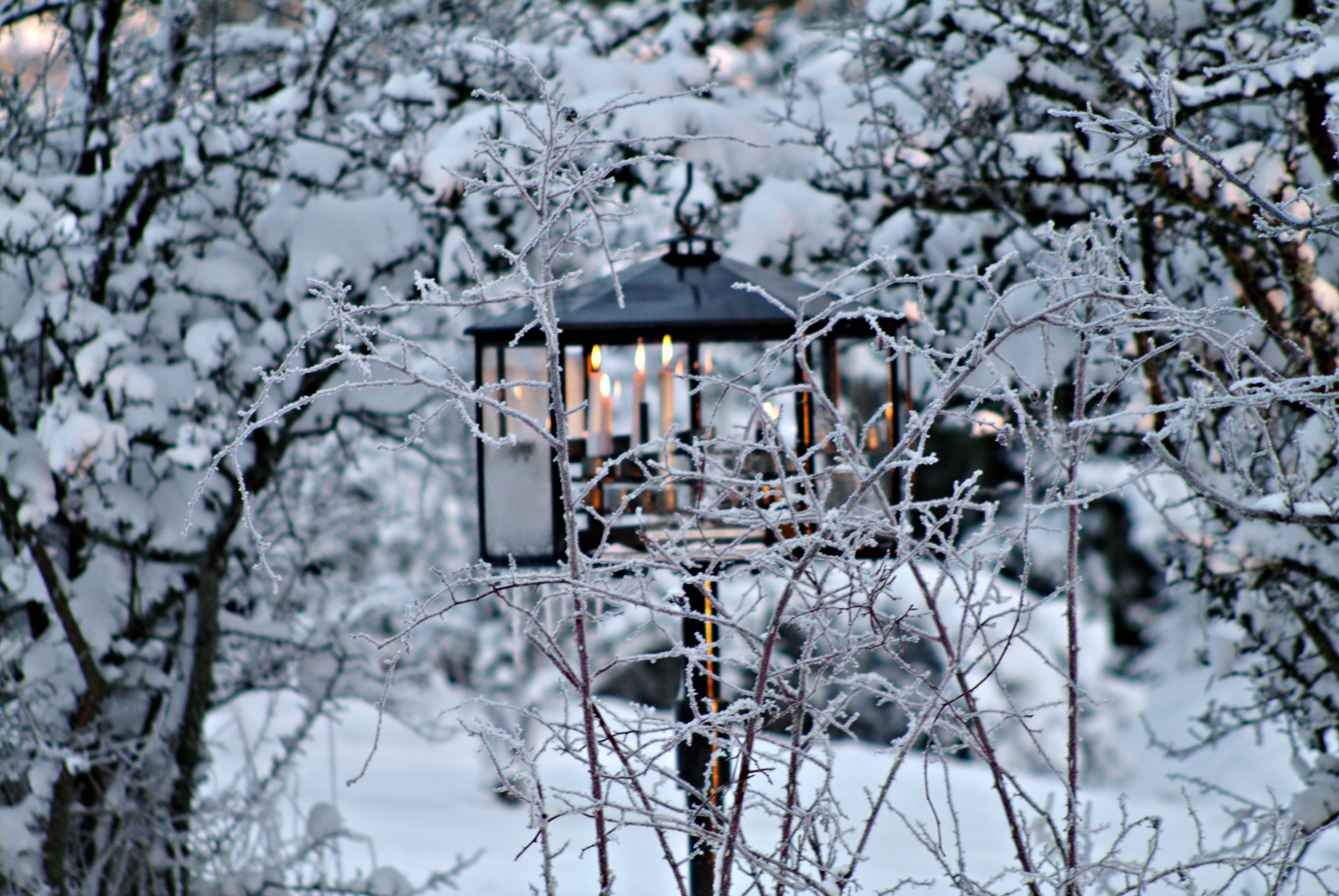En ljuslykta lyser bakom en snötyngd buske.