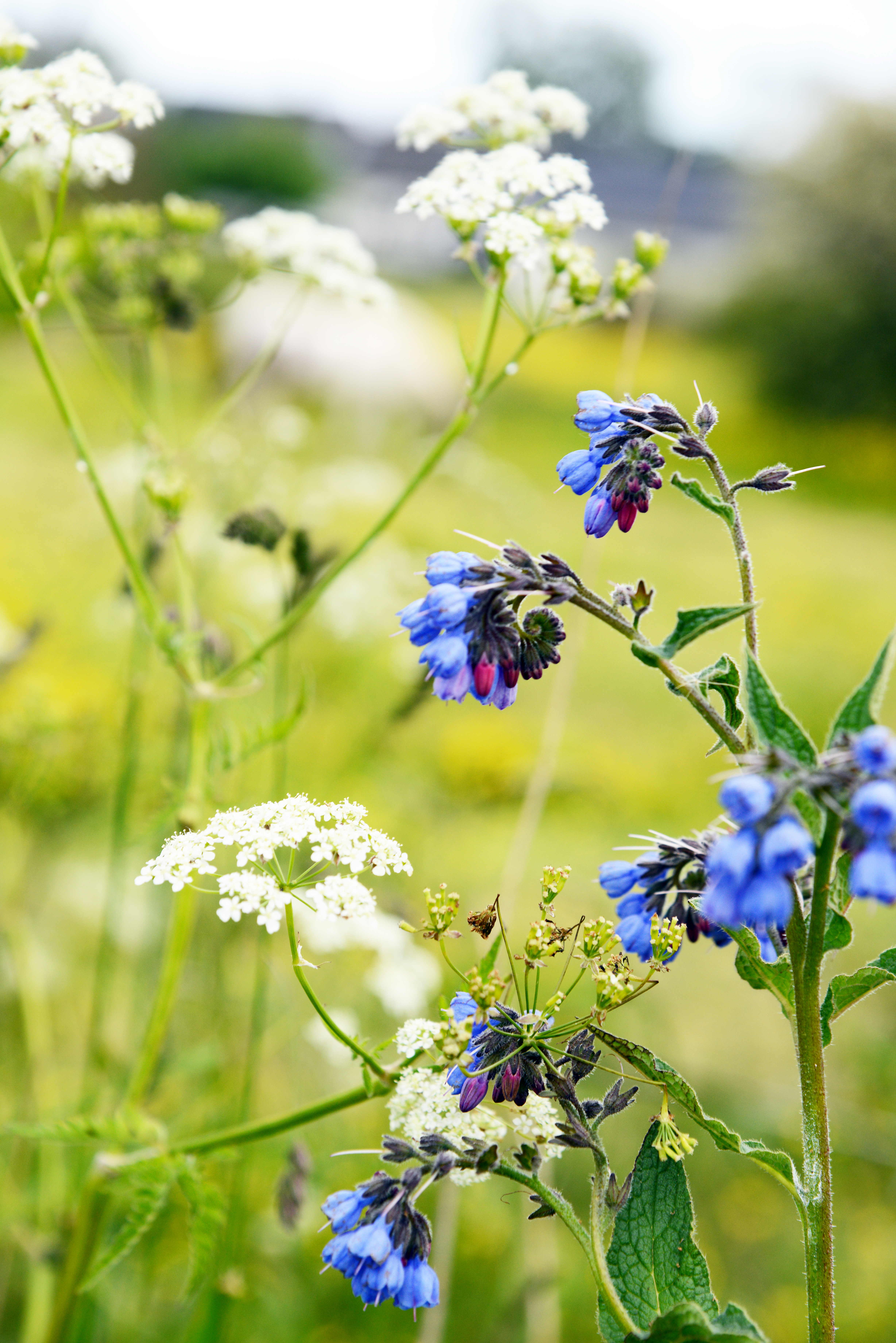 Närbild på vita och blåa blommor på en äng.