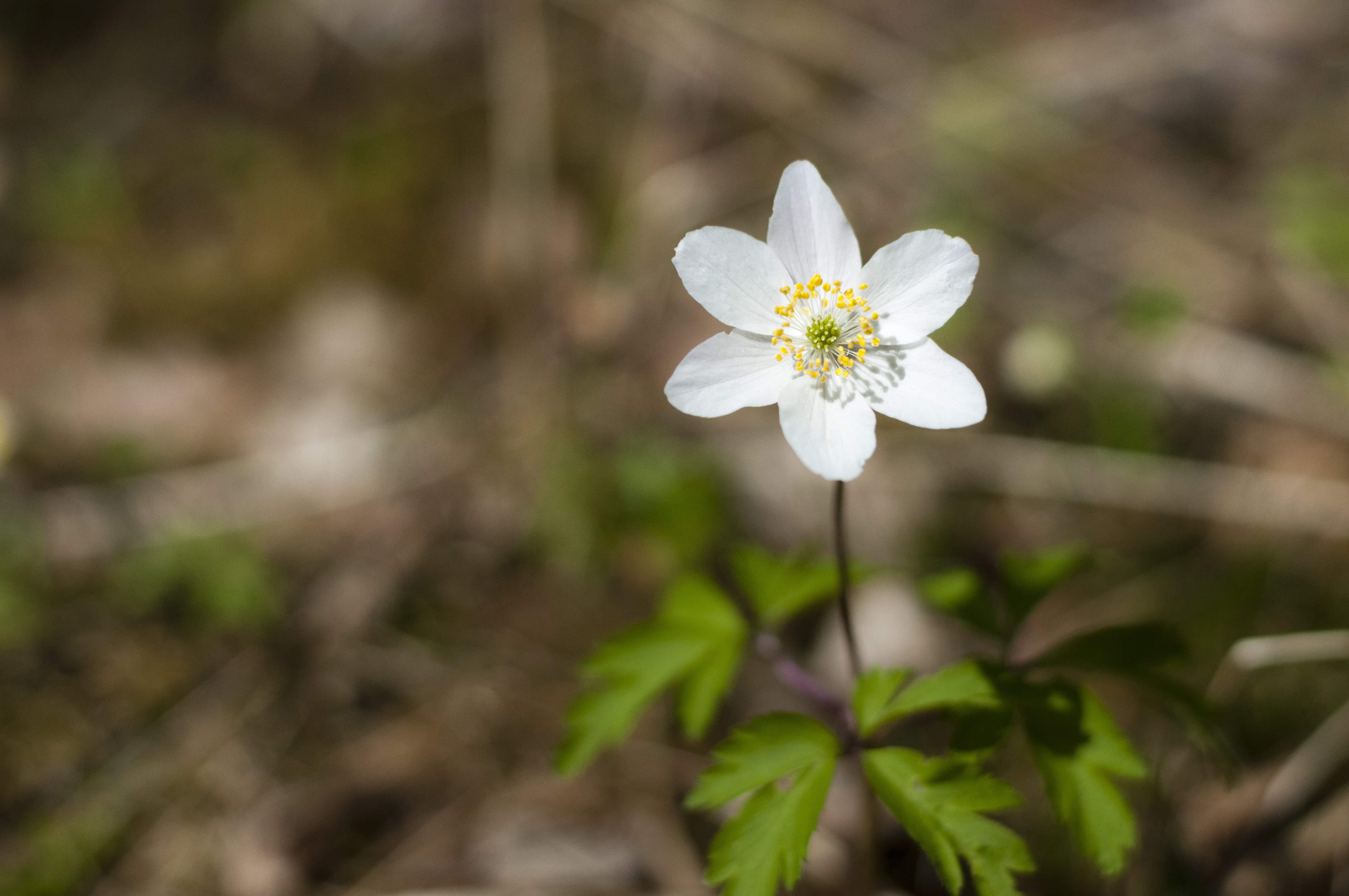 Närbild på en vitsippa.