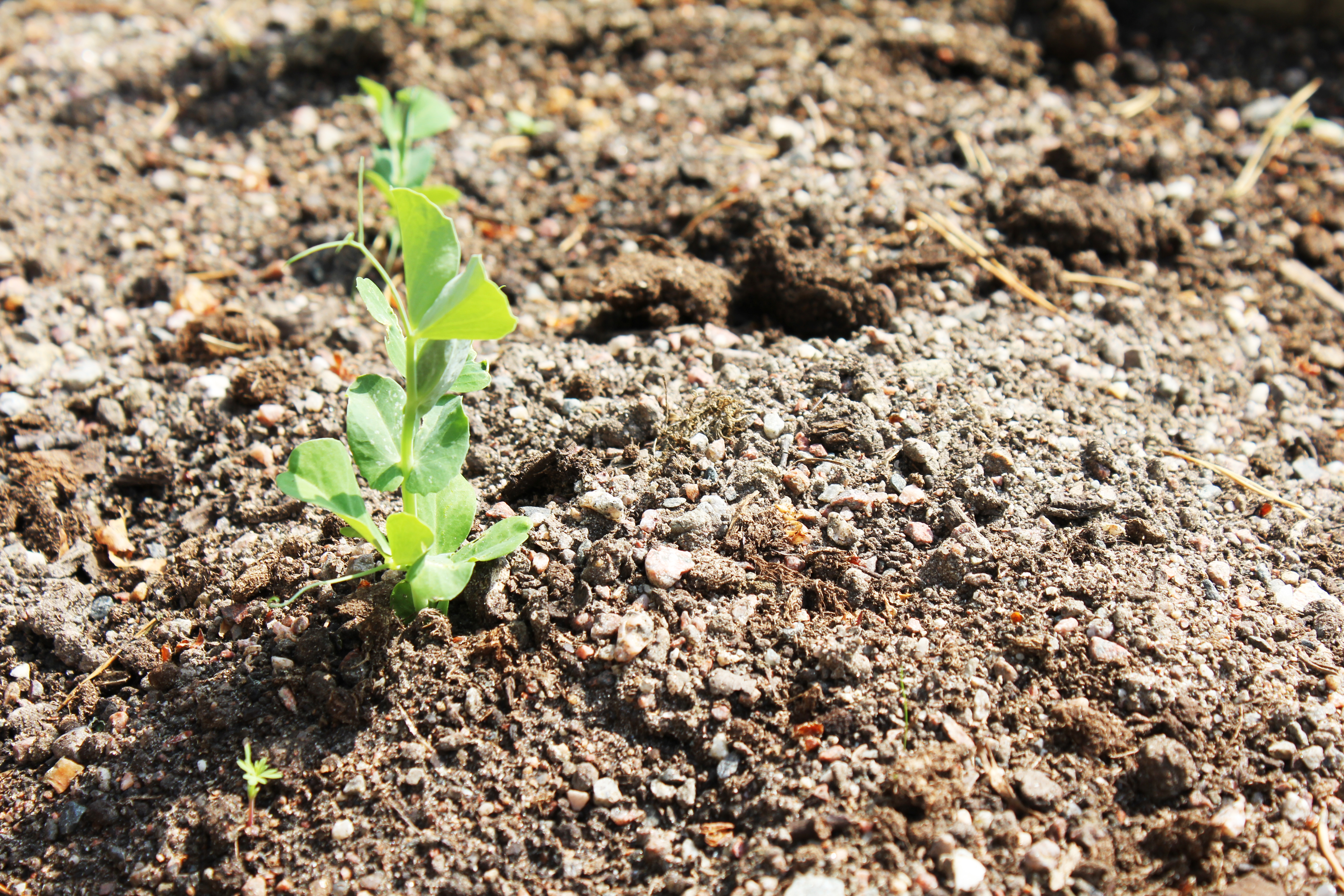 Närbild på en liten växt som kommer upp ur jorden.