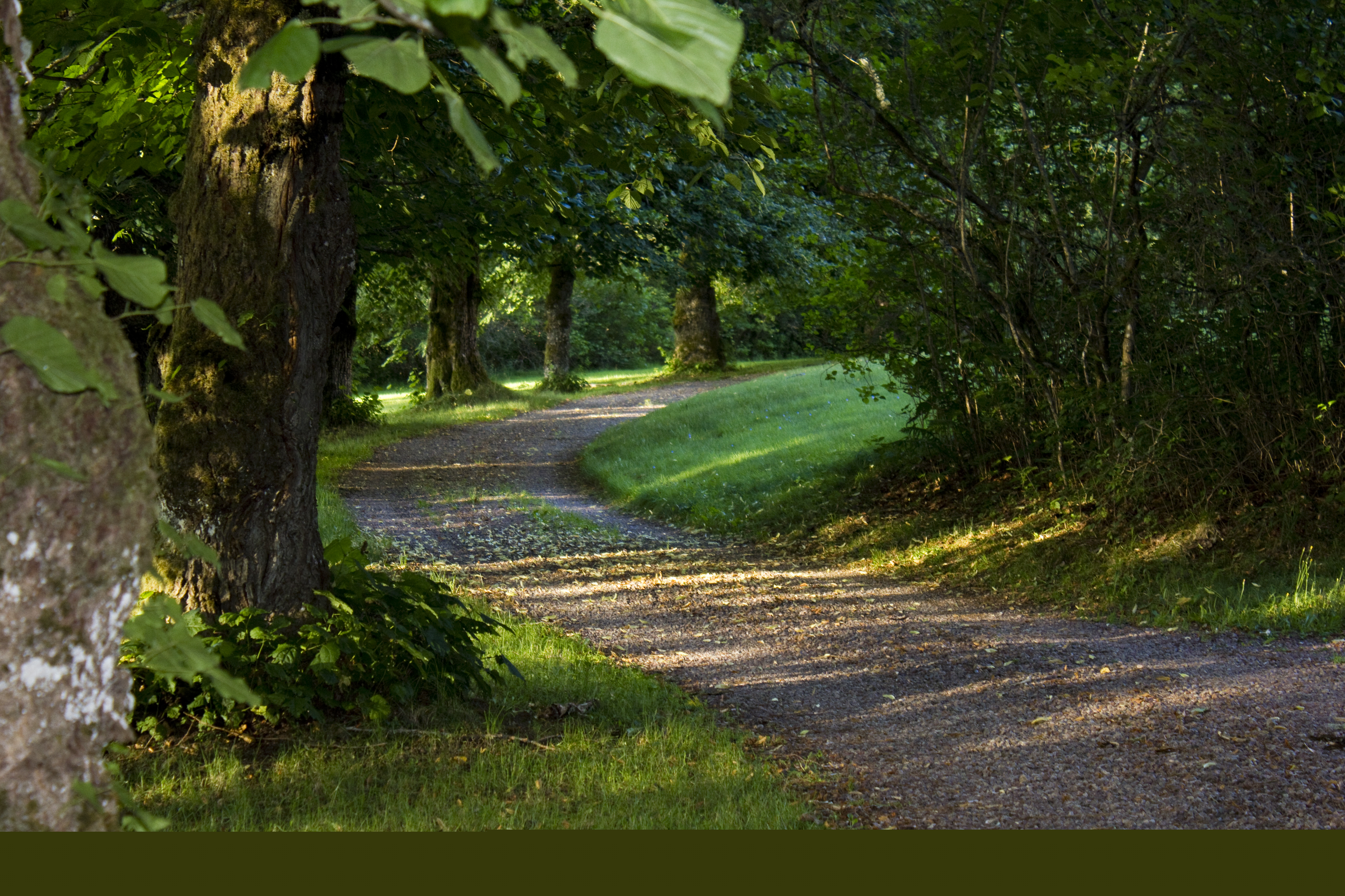 En gångväg i en park.