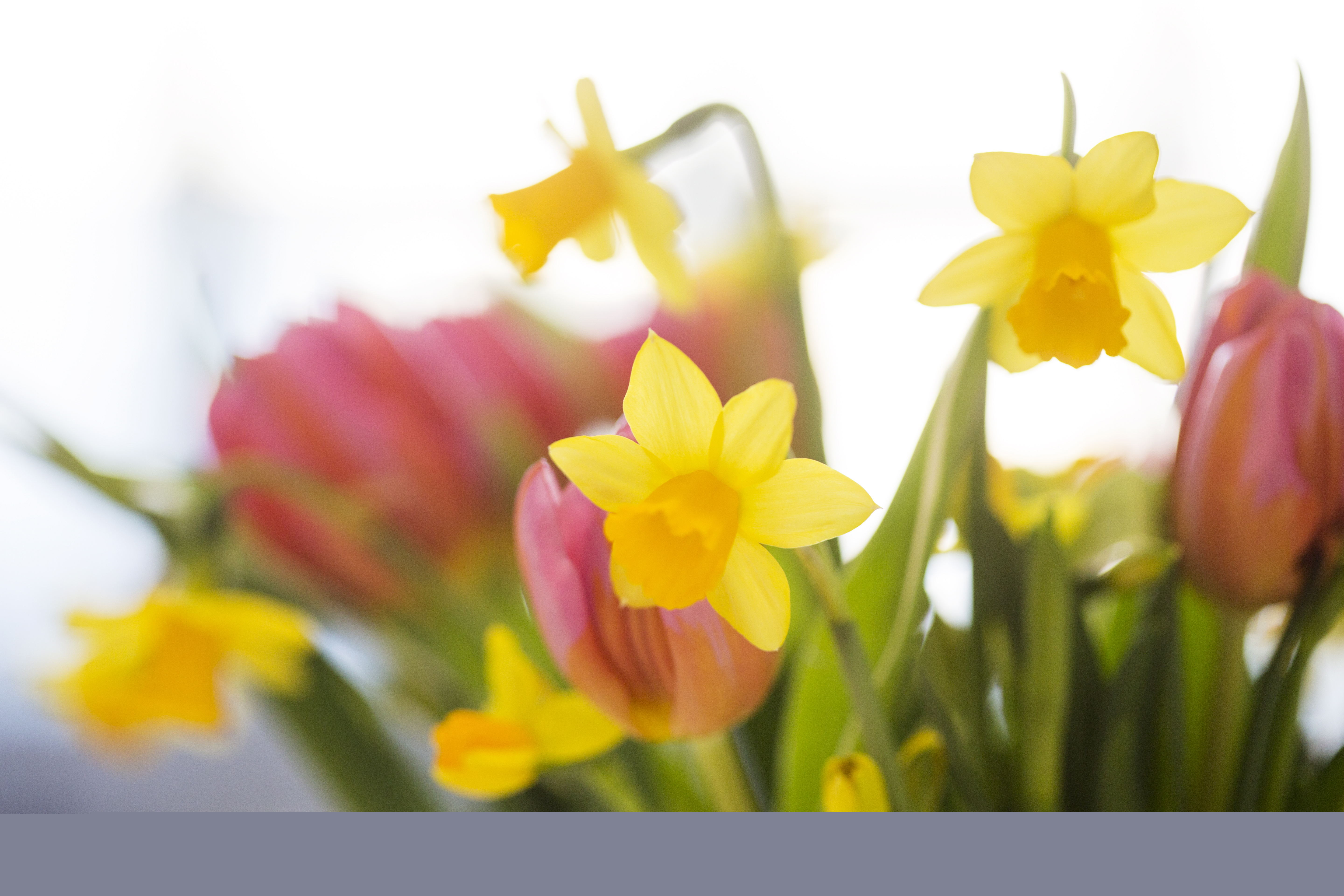 En bukett med påskliljor och rosa tulpaner.