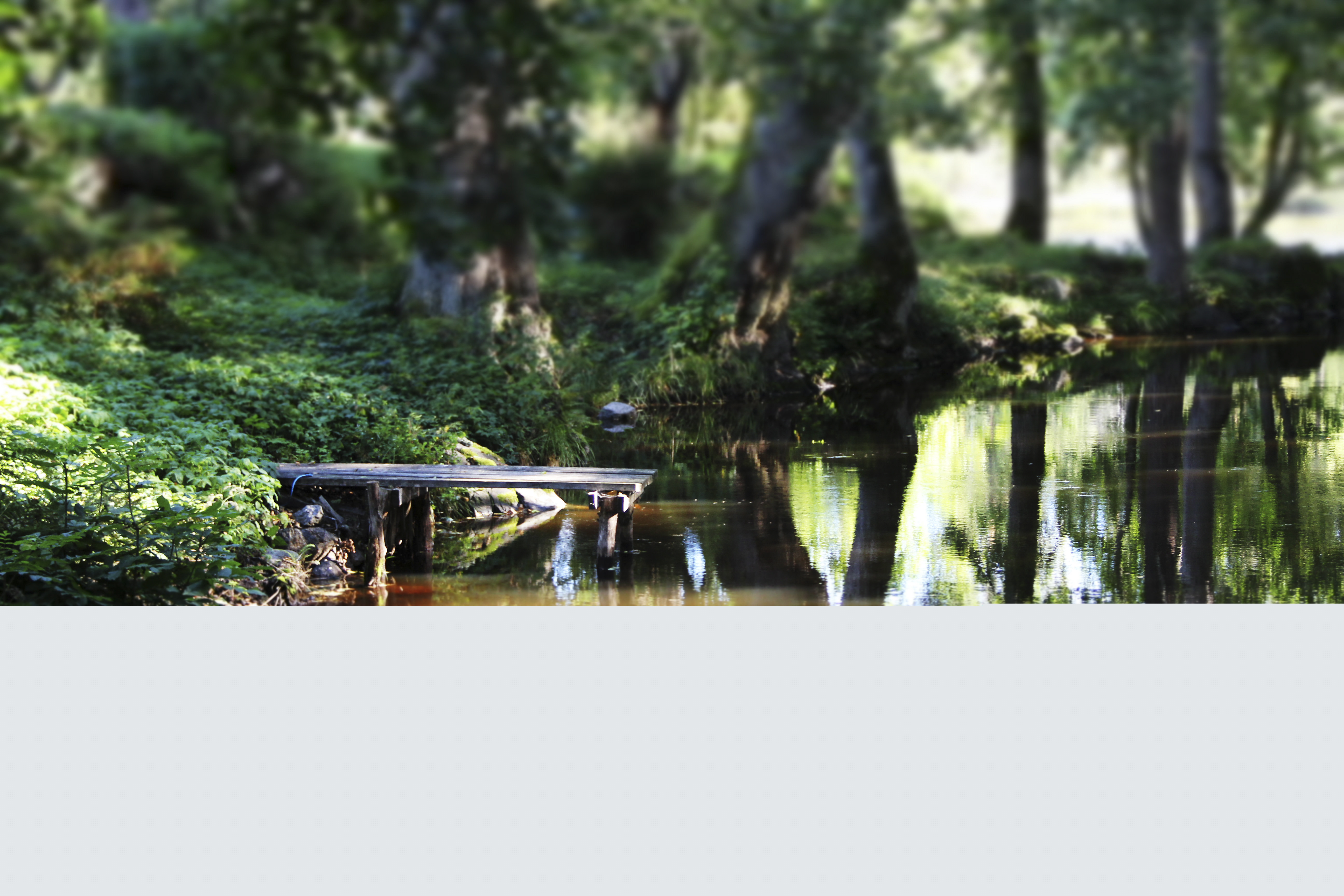 En liten brygga vid ett vattendrag i en skog.