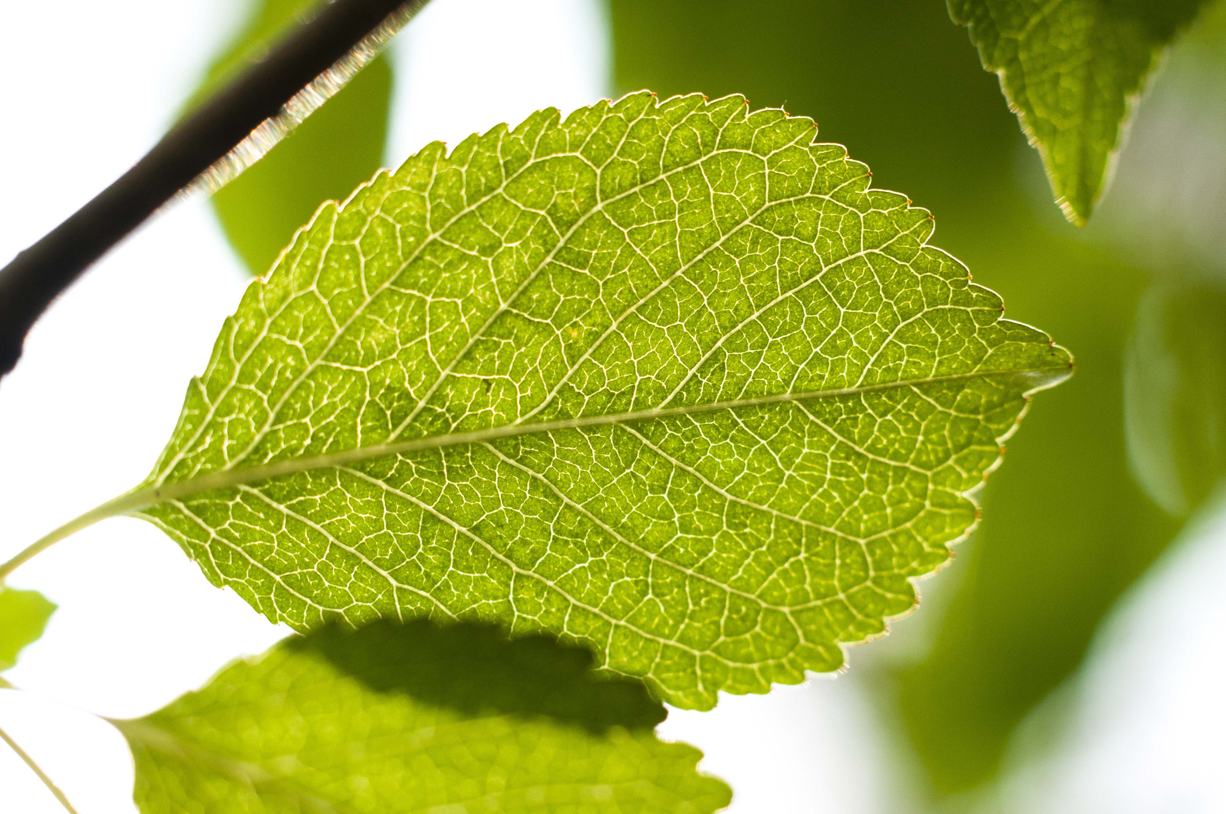 Närbild på ett grönt blad.