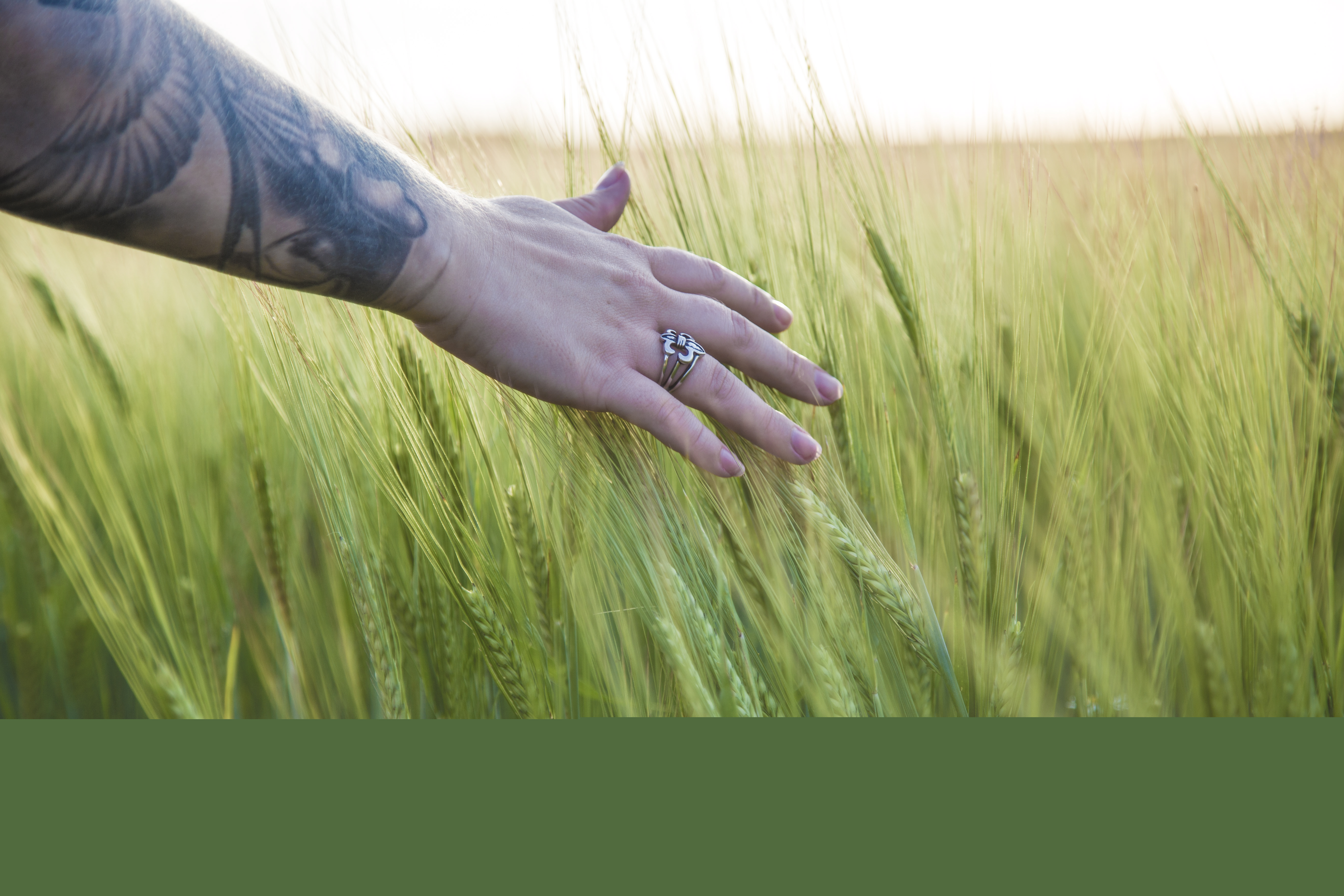Någon drar handen genom säden på en åker.