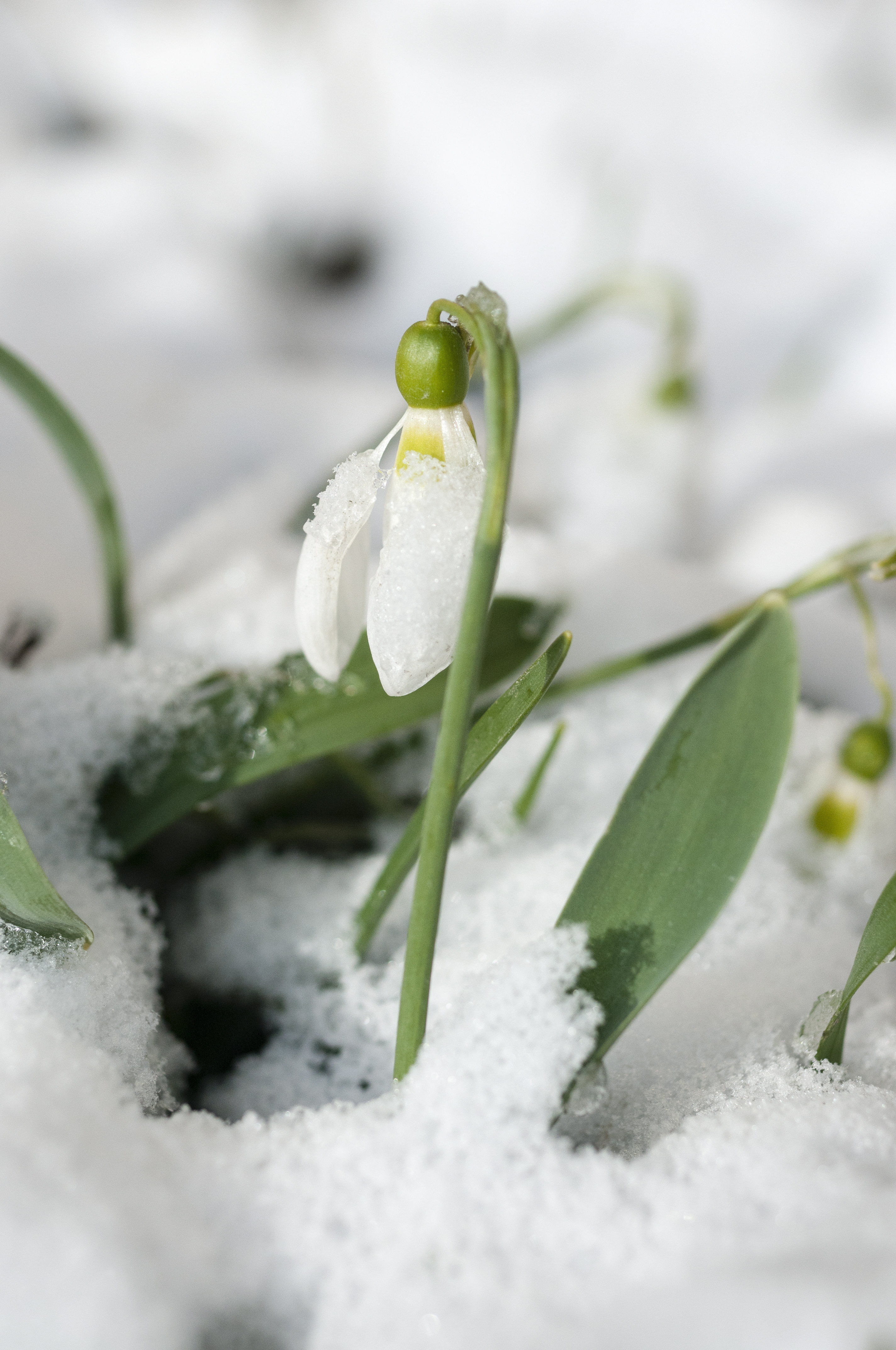 Närbild på en snödroppe i snön.