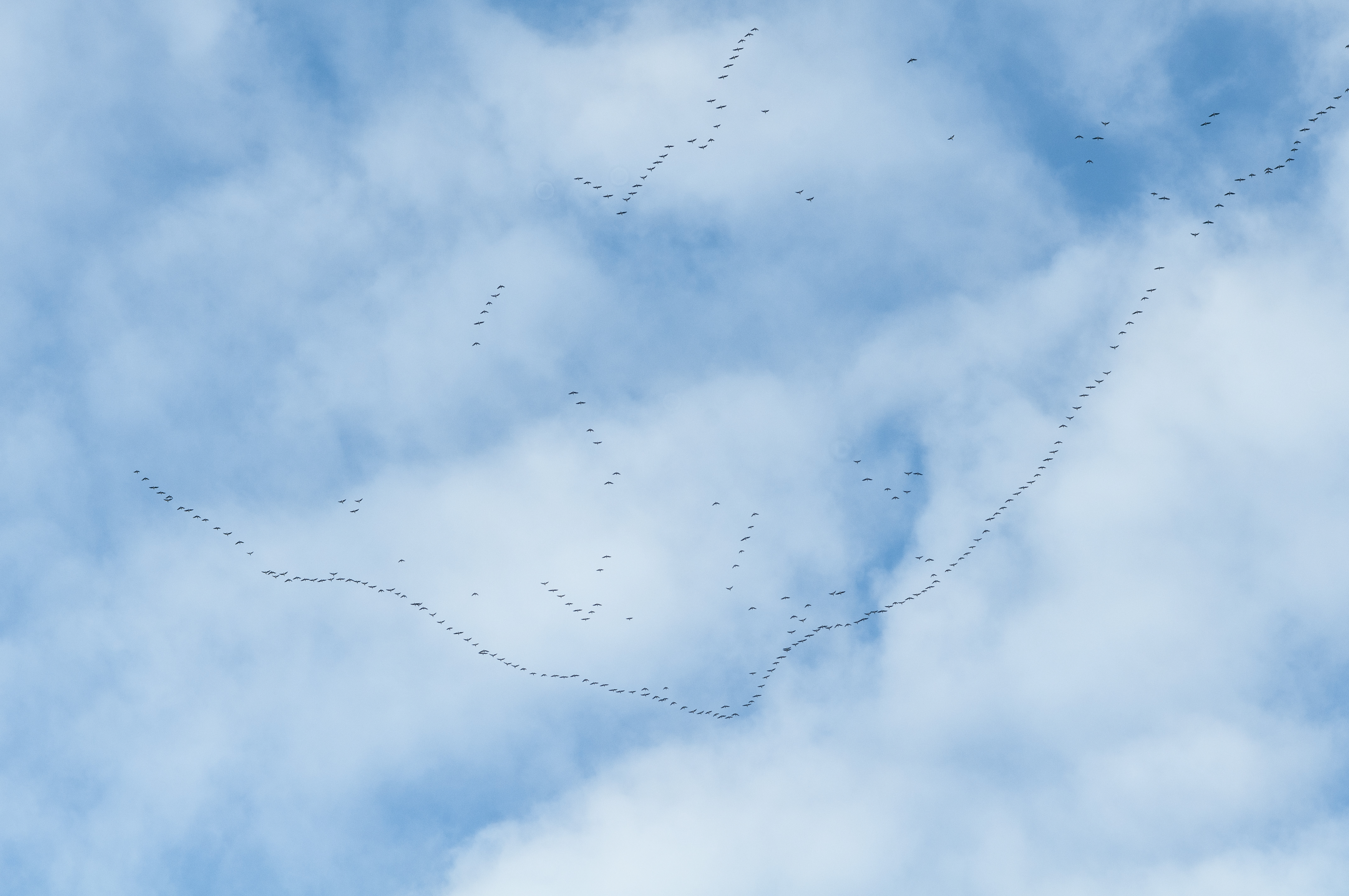 En flock fåglar i formation högt uppe i skyn.