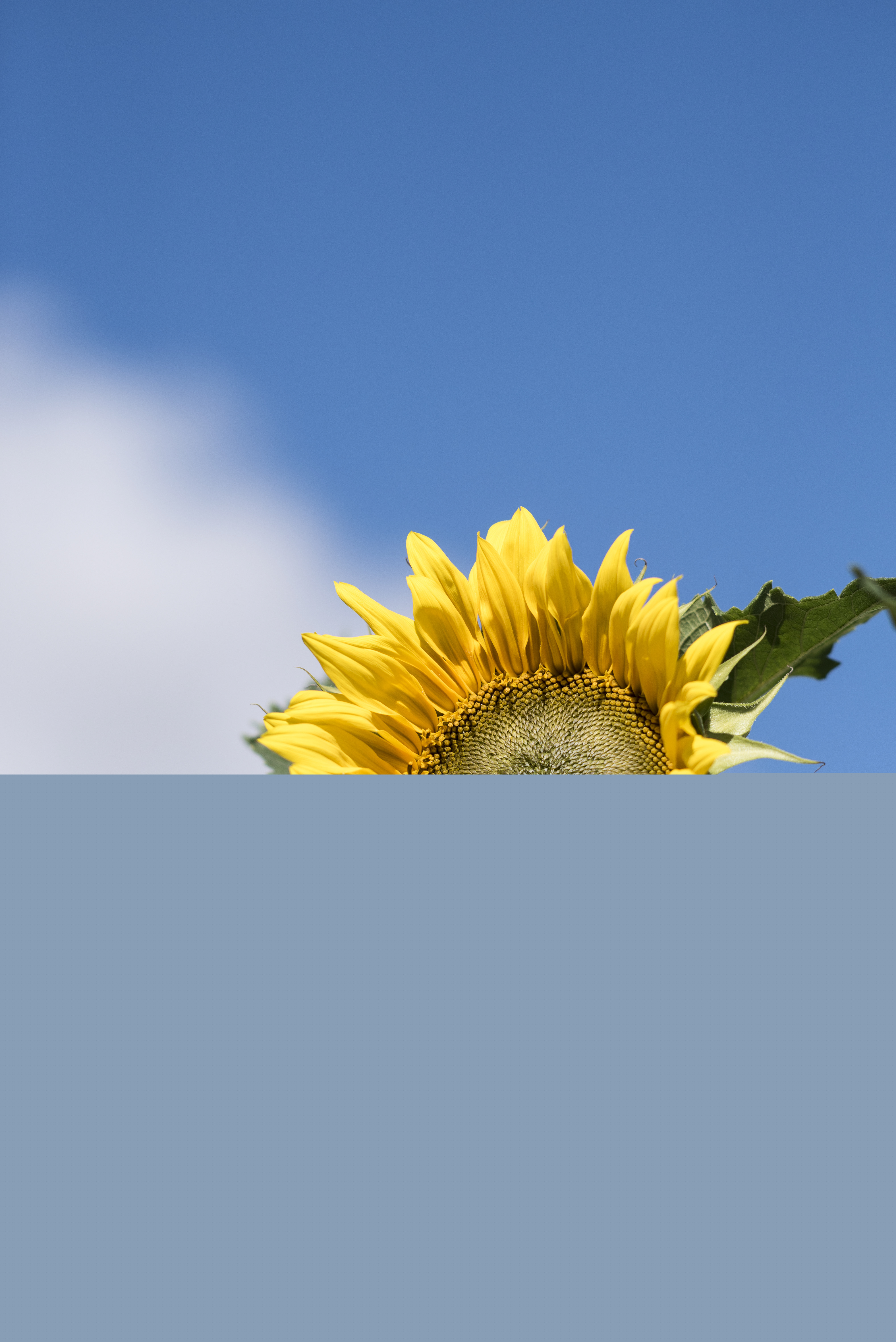En solros i solsken mot blå himmel.