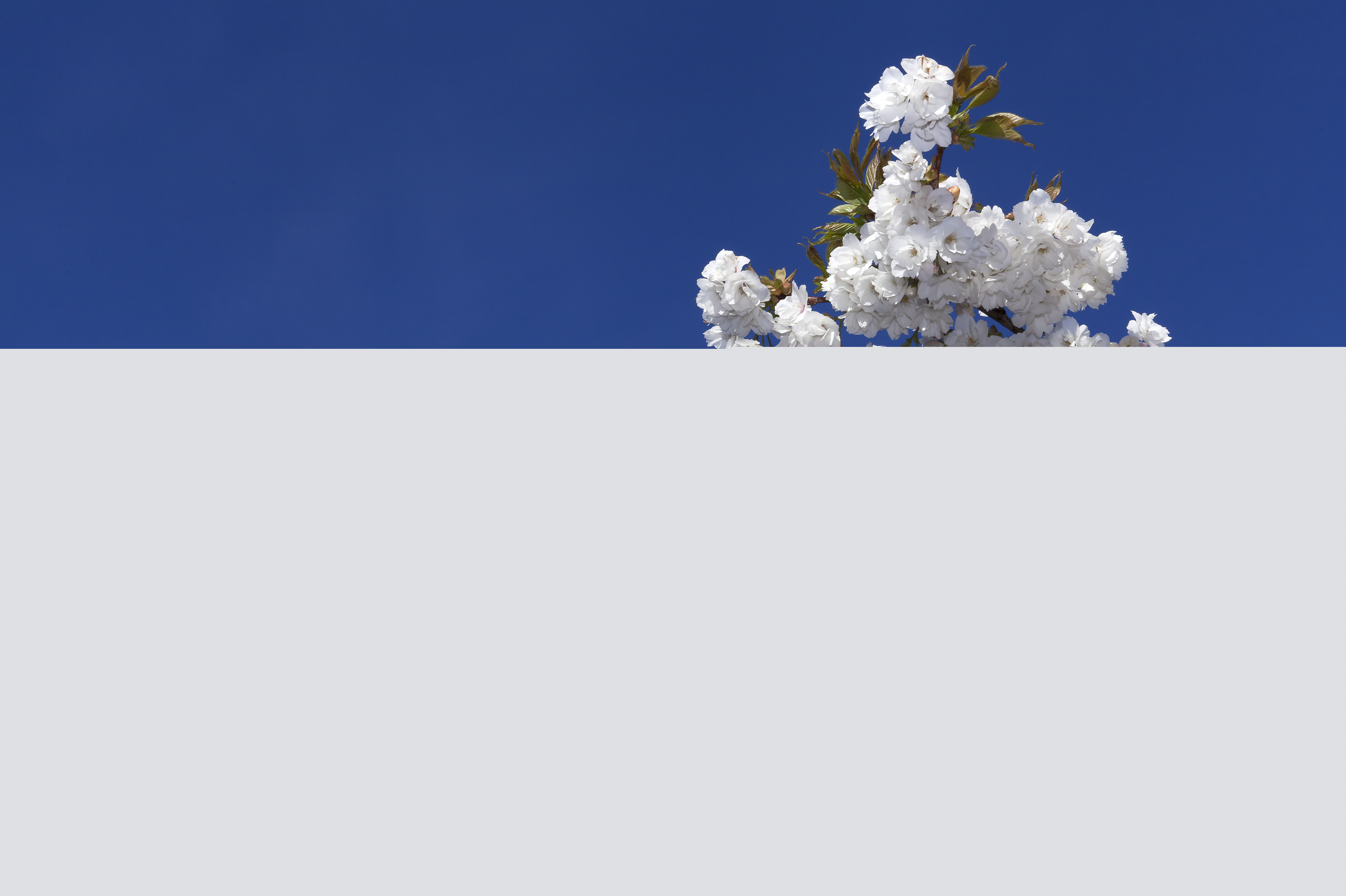 Kvistar med vita äppelblommor mot blå himmel.