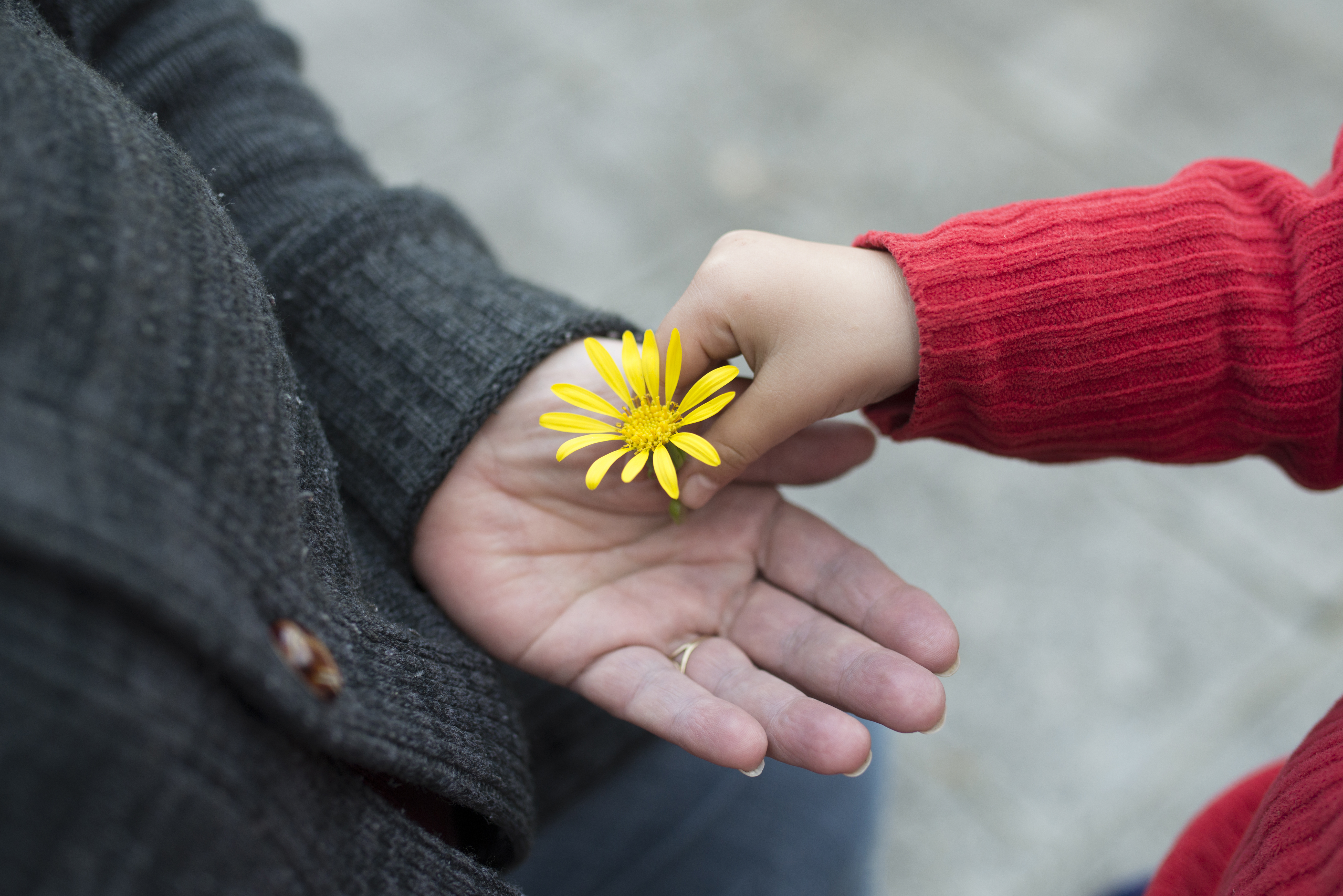 En barnhand lägger en gul blomma i en äldre persons hand.