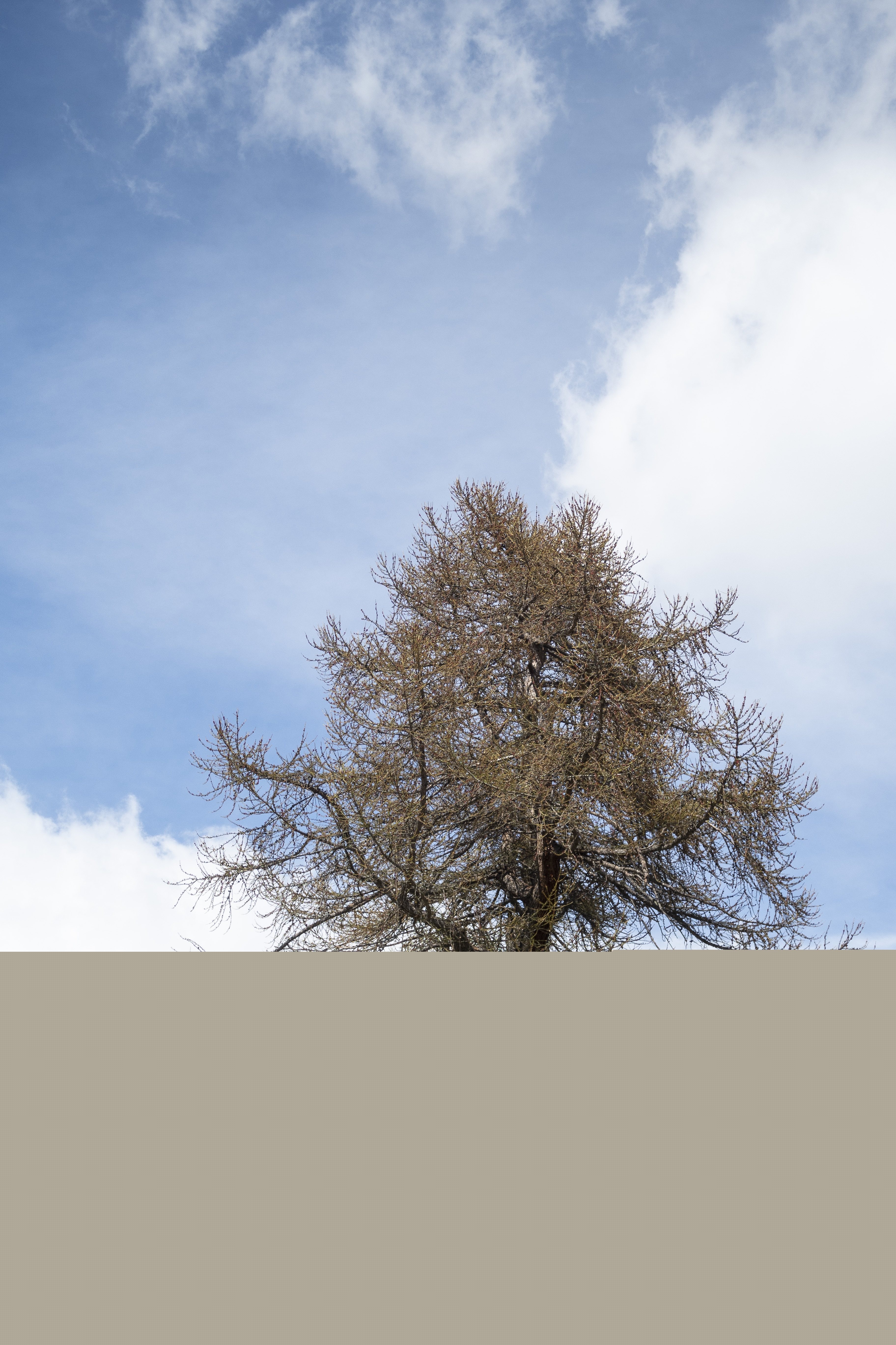 Ett ensamt träd på en kulle.