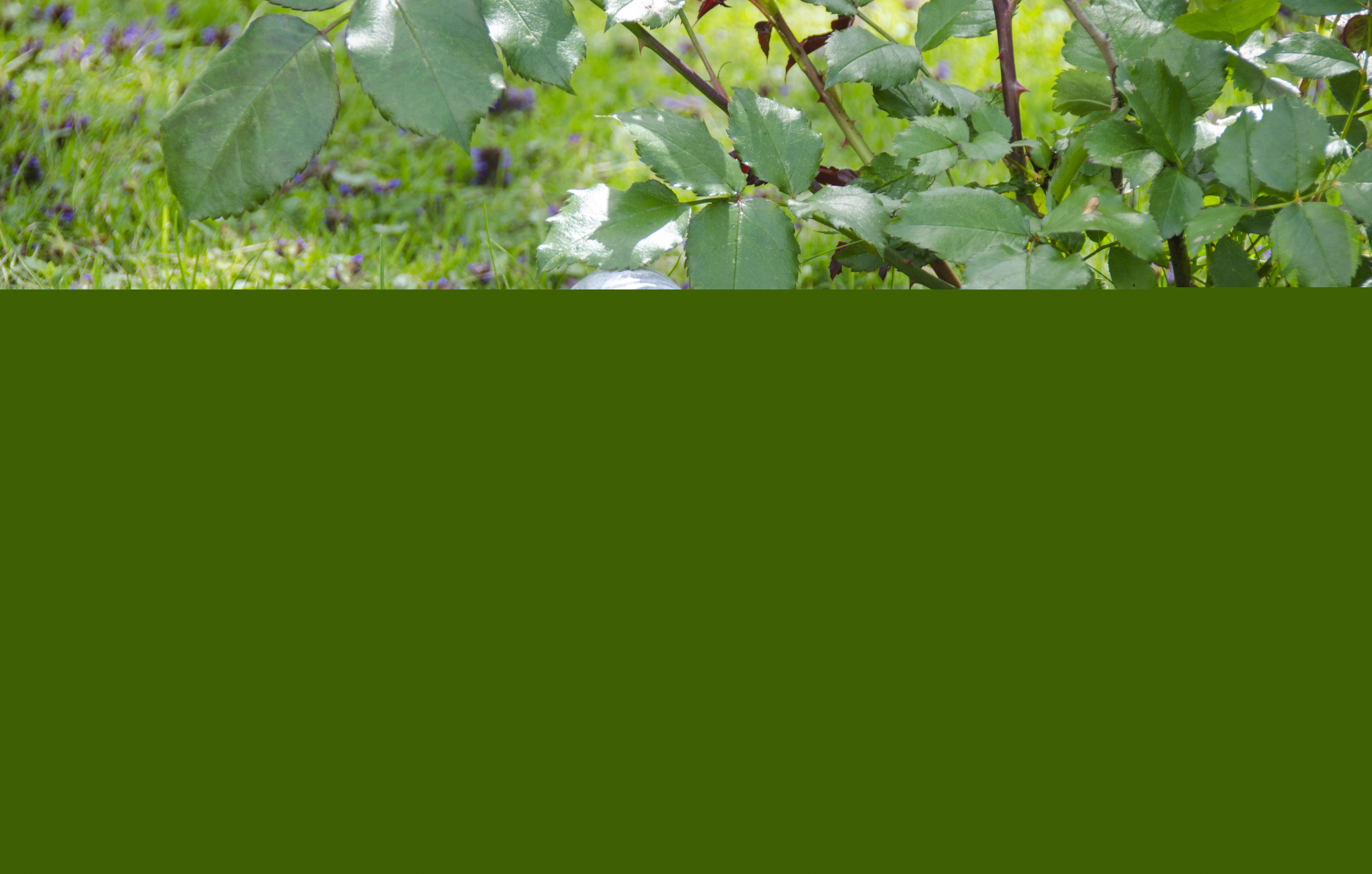 En stenängel står bakom en gravsten på marken.